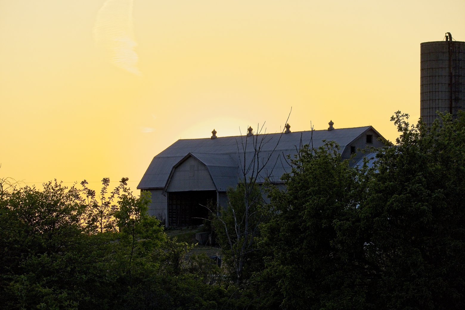 A golden hour view of a barn and silo partially obscured by lush, dark green foliage, capturing a tranquil and rustic rural scene under a warm, yellow sky.