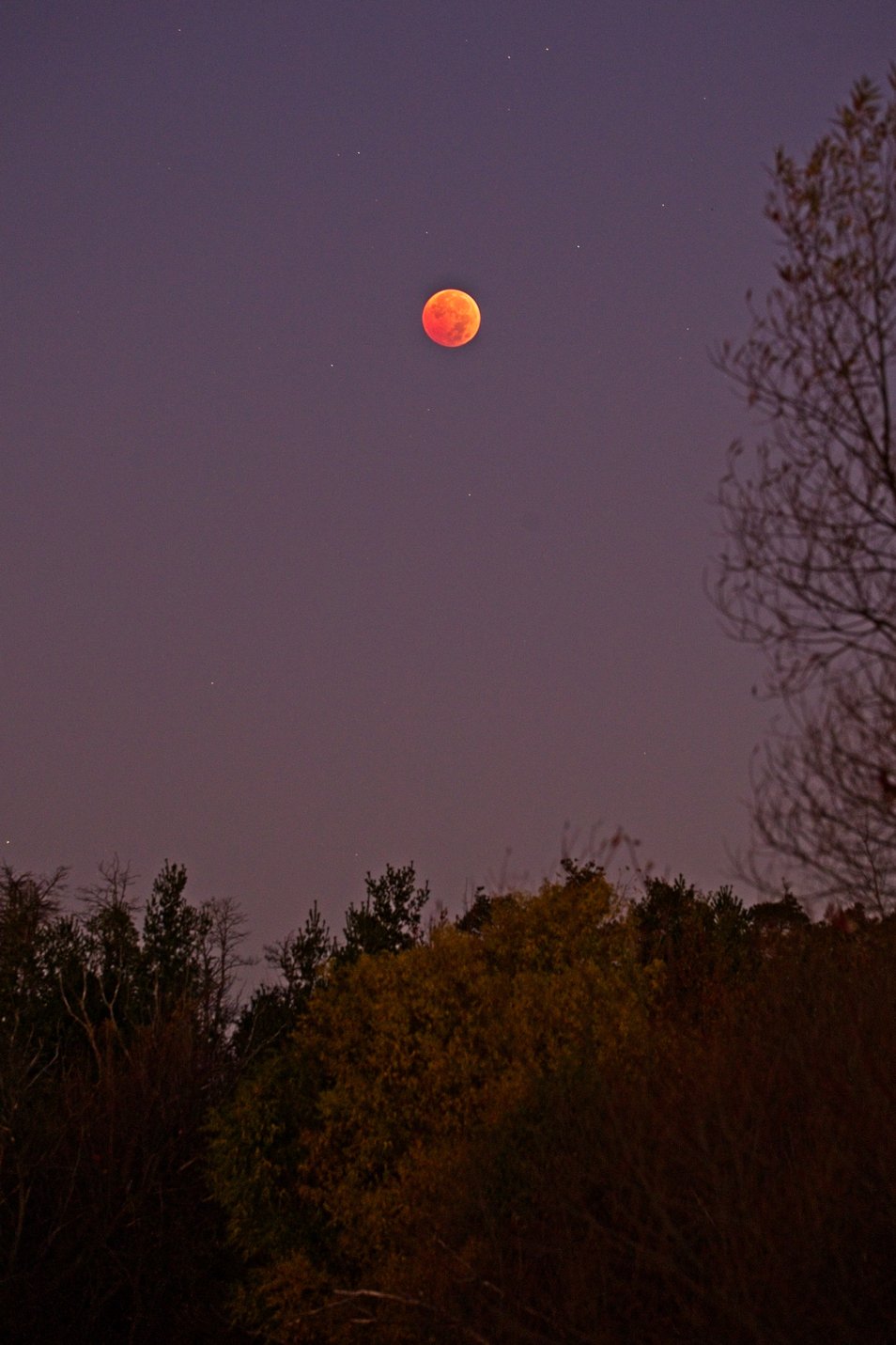 A nighttime or twilight landscape photograph featuring a vivid red or orange moon, possibly during an eclipse, set against a deep purple sky. The foreground is dominated by the dark silhouette of trees and foliage.