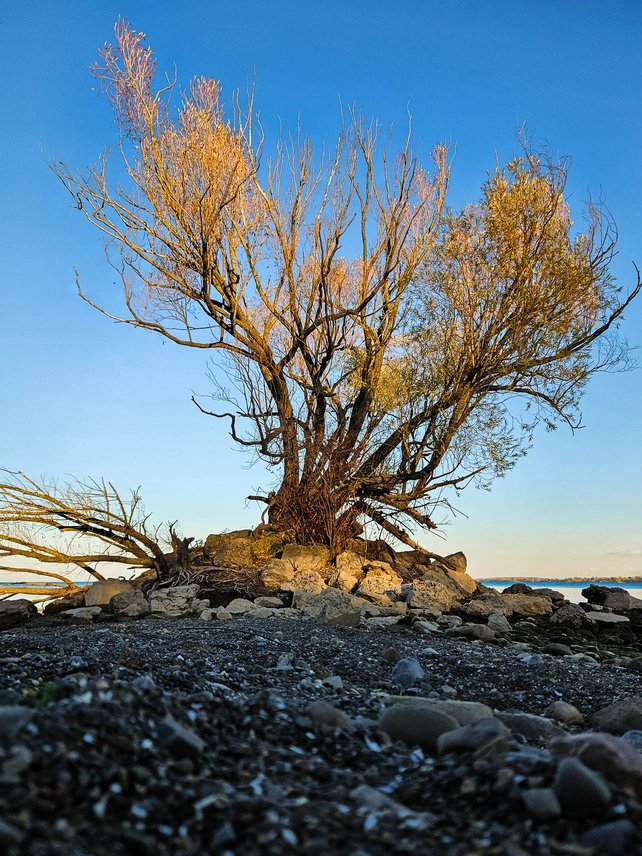 A dramatic coastal scene featuring a large, mature tree with light, sparse foliage growing out of a collection of rocks. The tree stands against a clear blue sky, while the foreground is dominated by a textured expanse of dark pebbles and stones, suggesting a rugged, natural shoreline.