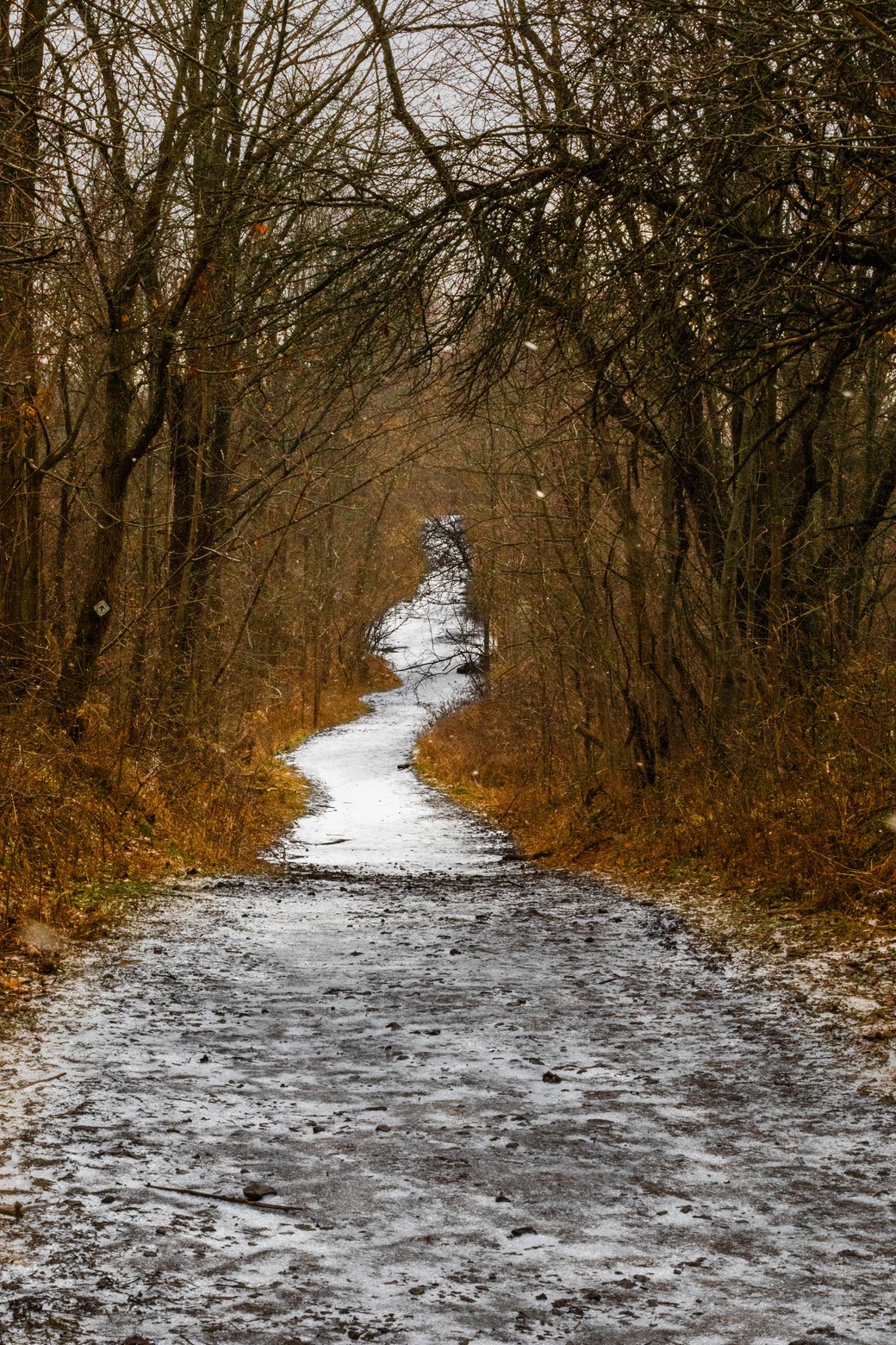 A snowy, dirt path winds through a dense, bare forest corridor, capturing the moody atmosphere of late autumn or early winter.