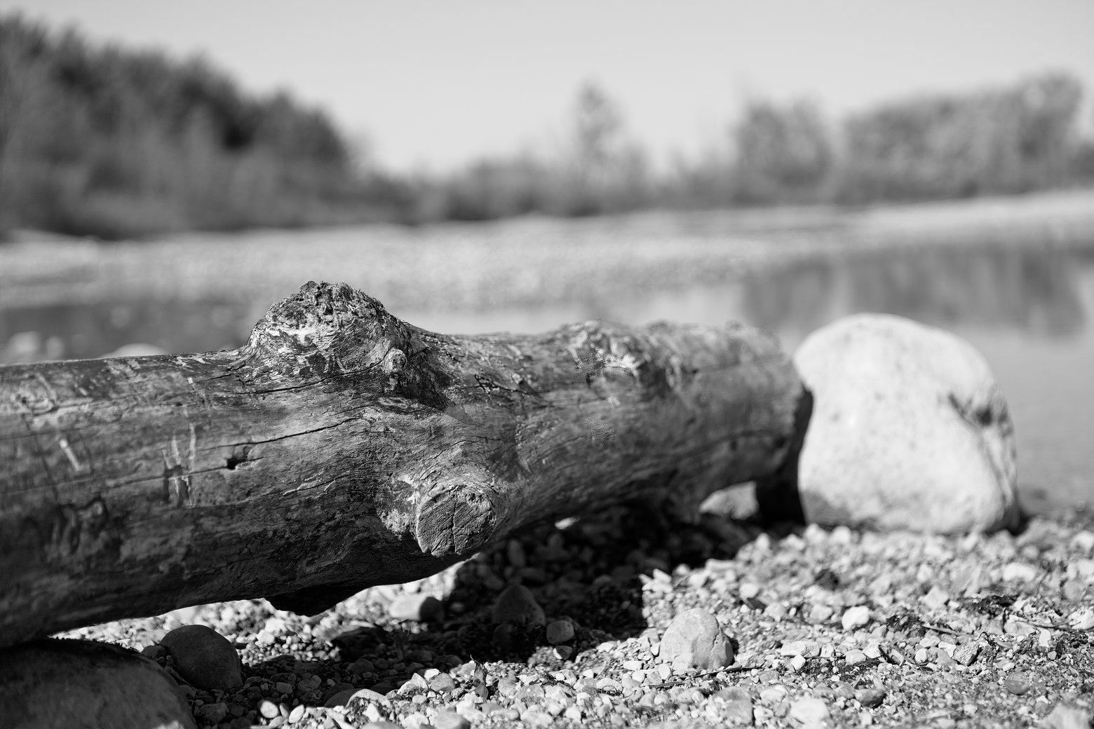 A monochrome photograph depicting a weathered wooden log lying horizontally on a gravel beach. The background is softly blurred (bokeh), showcasing a tranquil body of water and distant trees.
