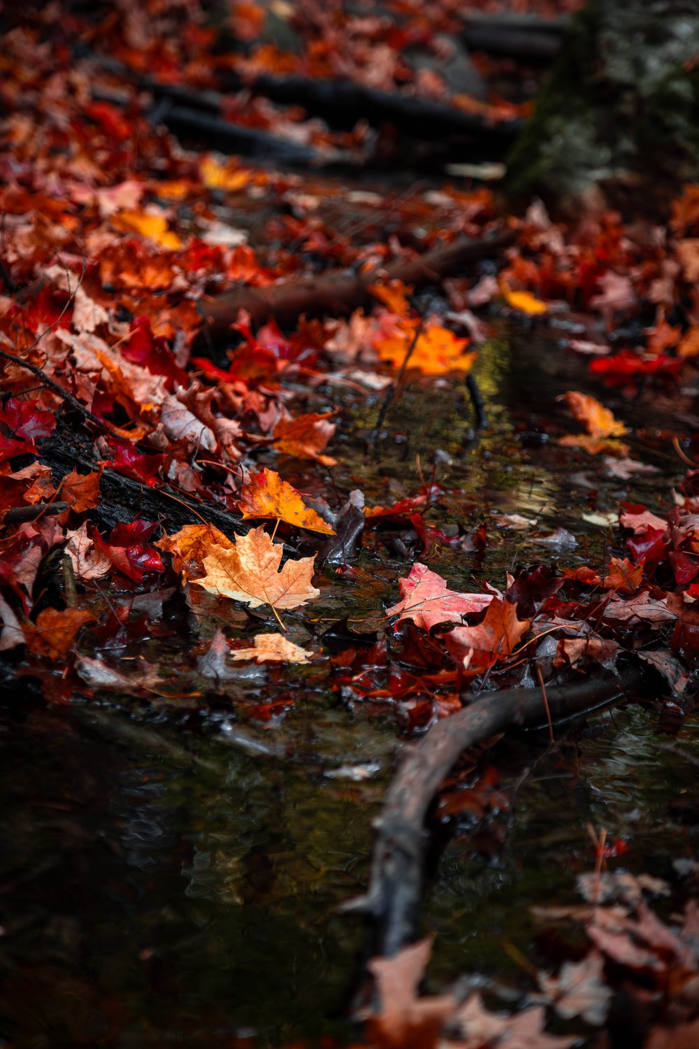 A moody, close-up photograph capturing a natural scene at the edge of a dark stream. The ground is heavily covered in vibrant autumn foliage—reds, oranges, and browns—which contrast sharply with the wet, reflective surface of the water, creating a richly textured autumnal atmosphere.
