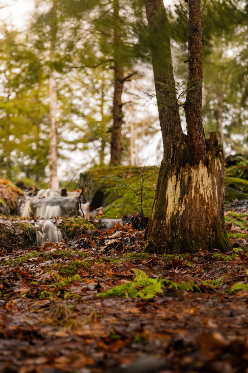 A moody, lush forest scene capturing a small cascade waterfall in the midground. The foreground consists of wet, leaf-covered ground and a prominent tree trunk. The background is filled with tall, evergreen trees, suggesting a damp or overcast day in a deep woods setting.