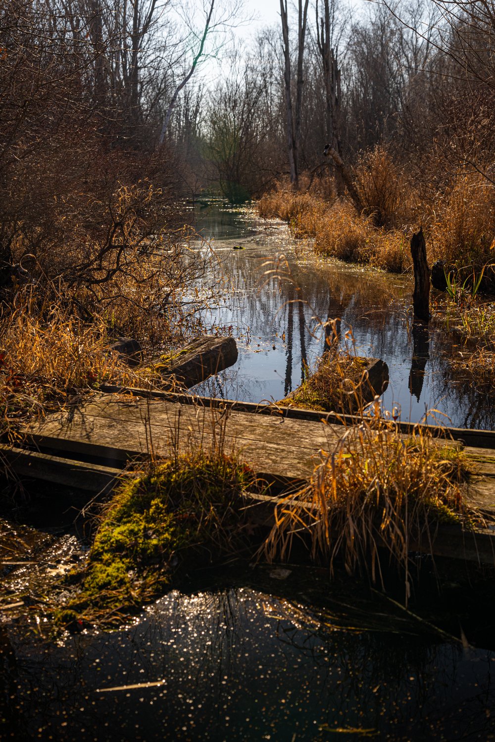 A photograph of an overgrown, narrow waterway flowing through dense woods during a late autumn or early spring season. The foreground features dark, still water, submerged wooden structures, and patches of dry, autumnal grasses, while the surrounding banks are characterized by bare trees and thick undergrowth.