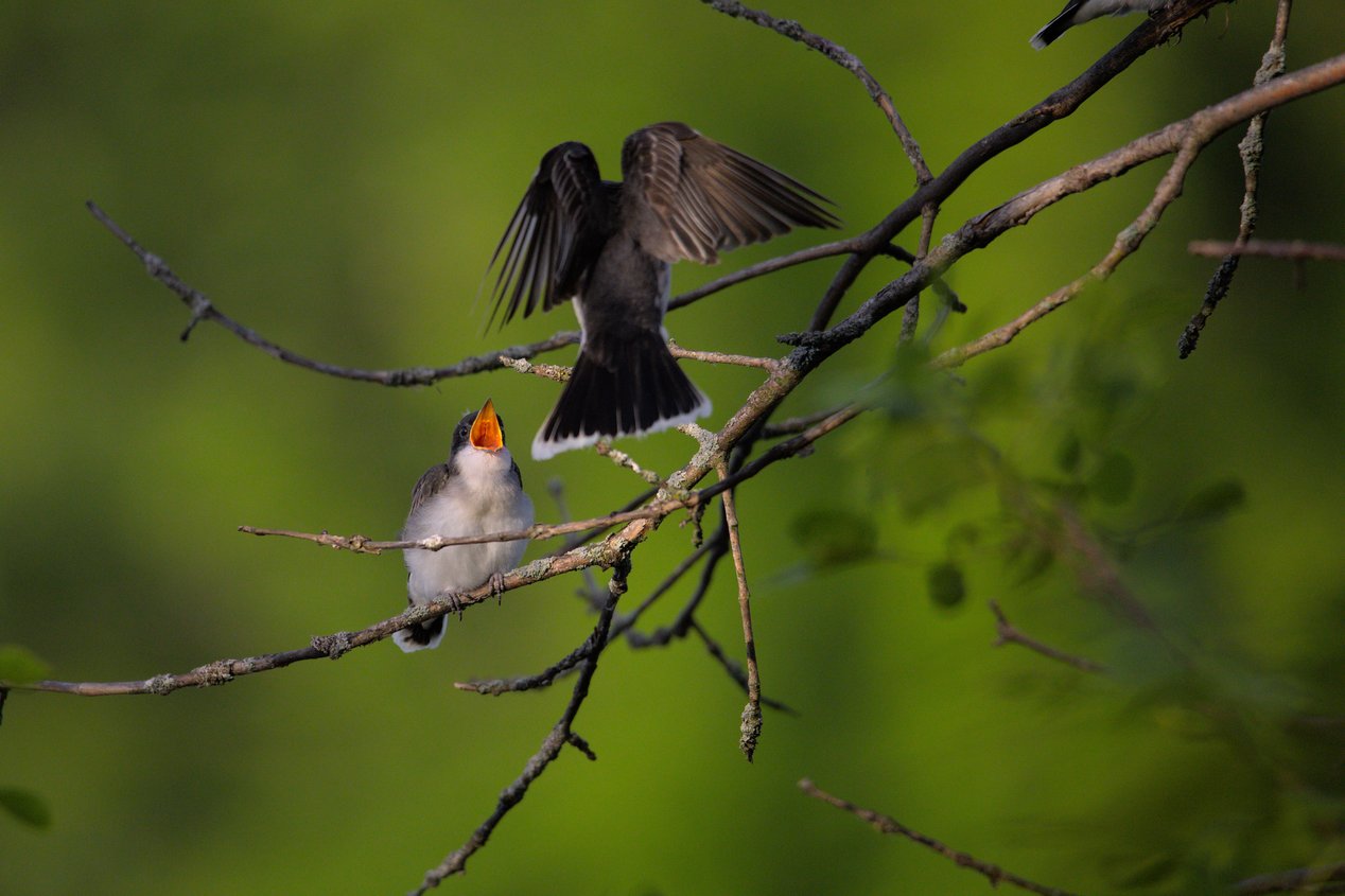 The image captures two birds situated on dark, tangled branches against a soft, vibrant green background. A small, brightly colored bird is prominently perched in the foreground, while a larger, dark-plumaged bird is visible above it, seemingly in flight or resting nearby.