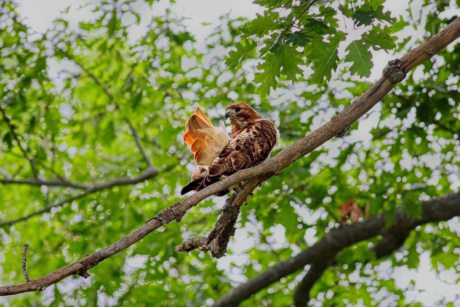 Two small birds are perched closely together on a diagonal tree branch amidst a vibrant backdrop of lush, bright green foliage, suggesting a natural, leafy outdoor setting.
