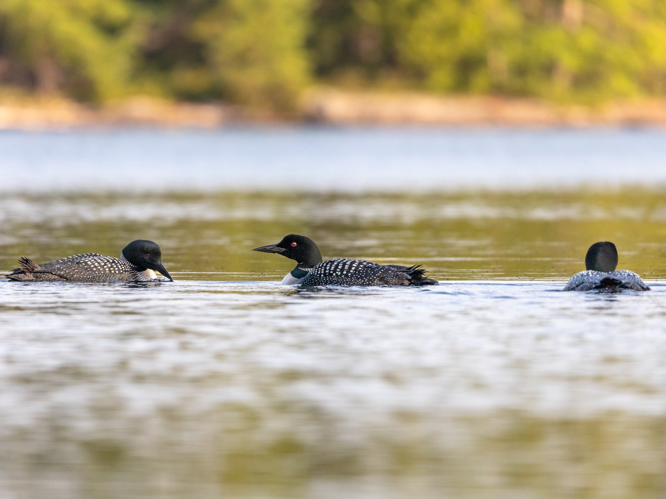 {'type': 'string', 'value': 'Three ducks are floating gracefully on calm water, positioned in a row against a soft, natural background of lush green foliage.'}