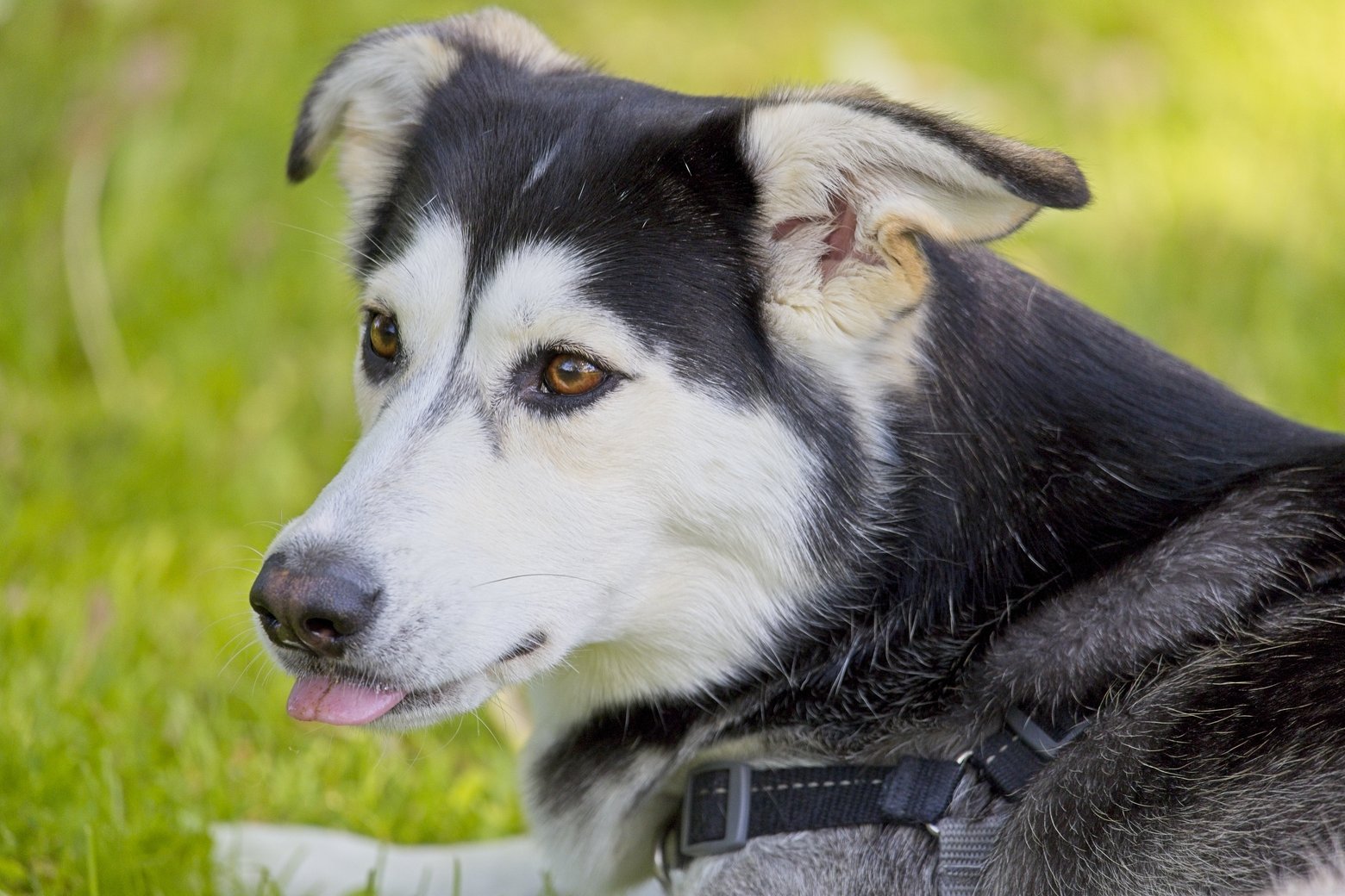 A black and white dog, resembling a Husky, is resting outdoors in lush green grass. The dog has an alert and attentive expression while looking off to the side.
