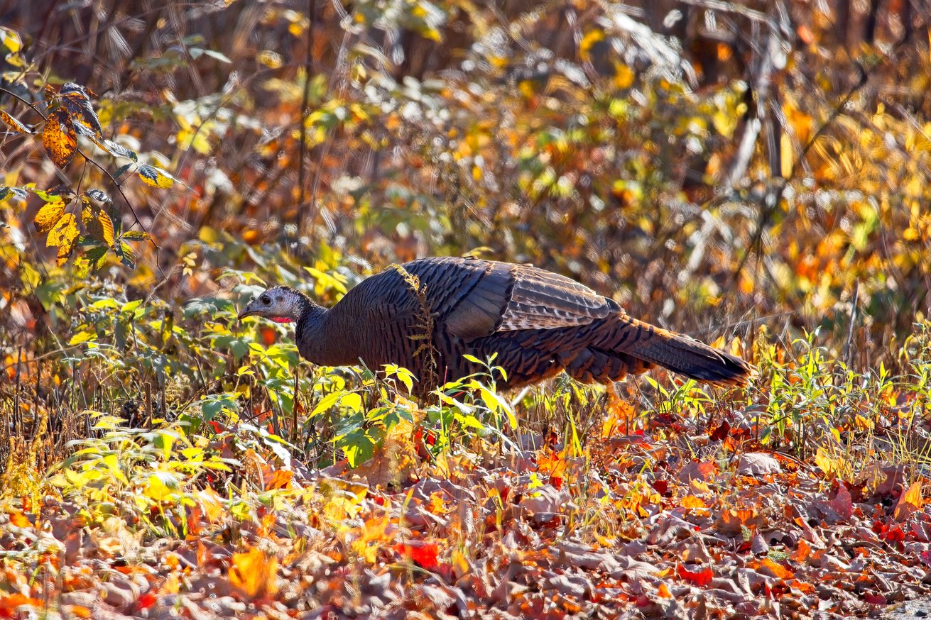 A wild turkey is captured in a natural, autumnal setting, standing amidst a thick carpet of fallen red and brown leaves. The background is filled with warm, out-of-focus foliage, emphasizing the rich seasonal colors.