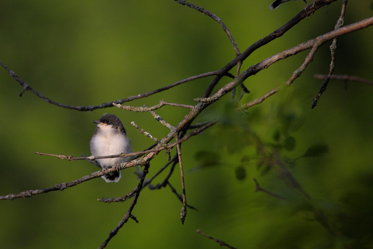 A small, brown and pale-feathered bird is perched on dark, intricate branches against a softly blurred, deep green natural background.