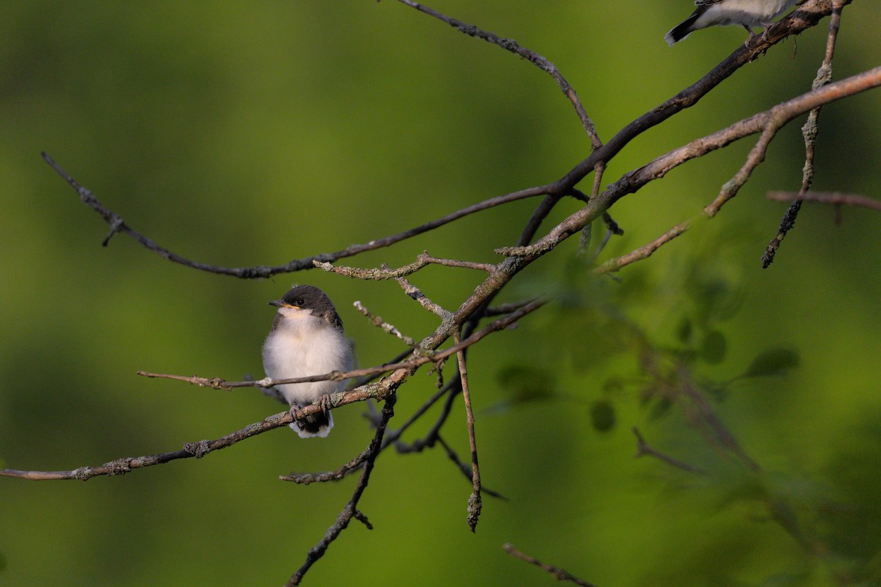 A small bird is perched on dark, interwoven branches set against a soft, blurred green natural background.