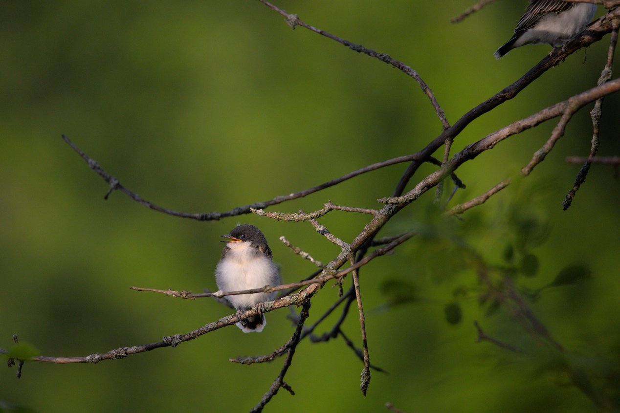 A nature photograph capturing two small birds perched on intricate, dark branches against a soft, green bokeh background. The primary subject is a fluffy, light-breasted bird positioned centrally, while a second, darker bird is visible in the upper right corner. The composition focuses on the contrast between the sharp details of the branches and the smooth, natural background.