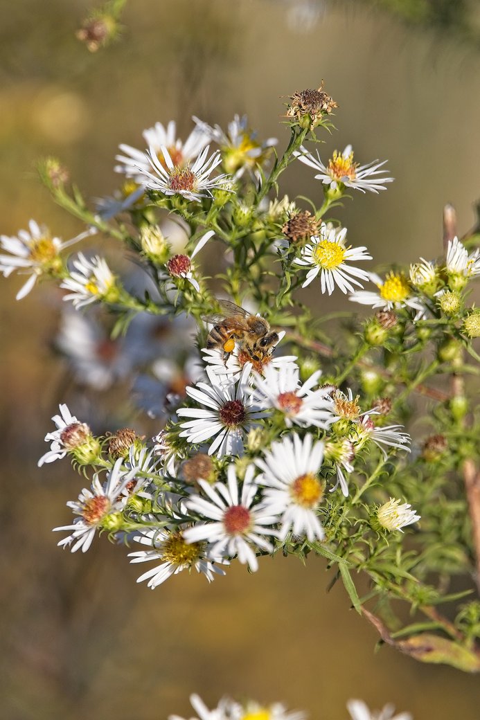 A detailed macro photograph capturing a bee pollinating a vibrant cluster of white and yellow wildflowers. The focus is sharp on the bloom and insect, contrasting against a soft, blurred (bokeh) natural background.