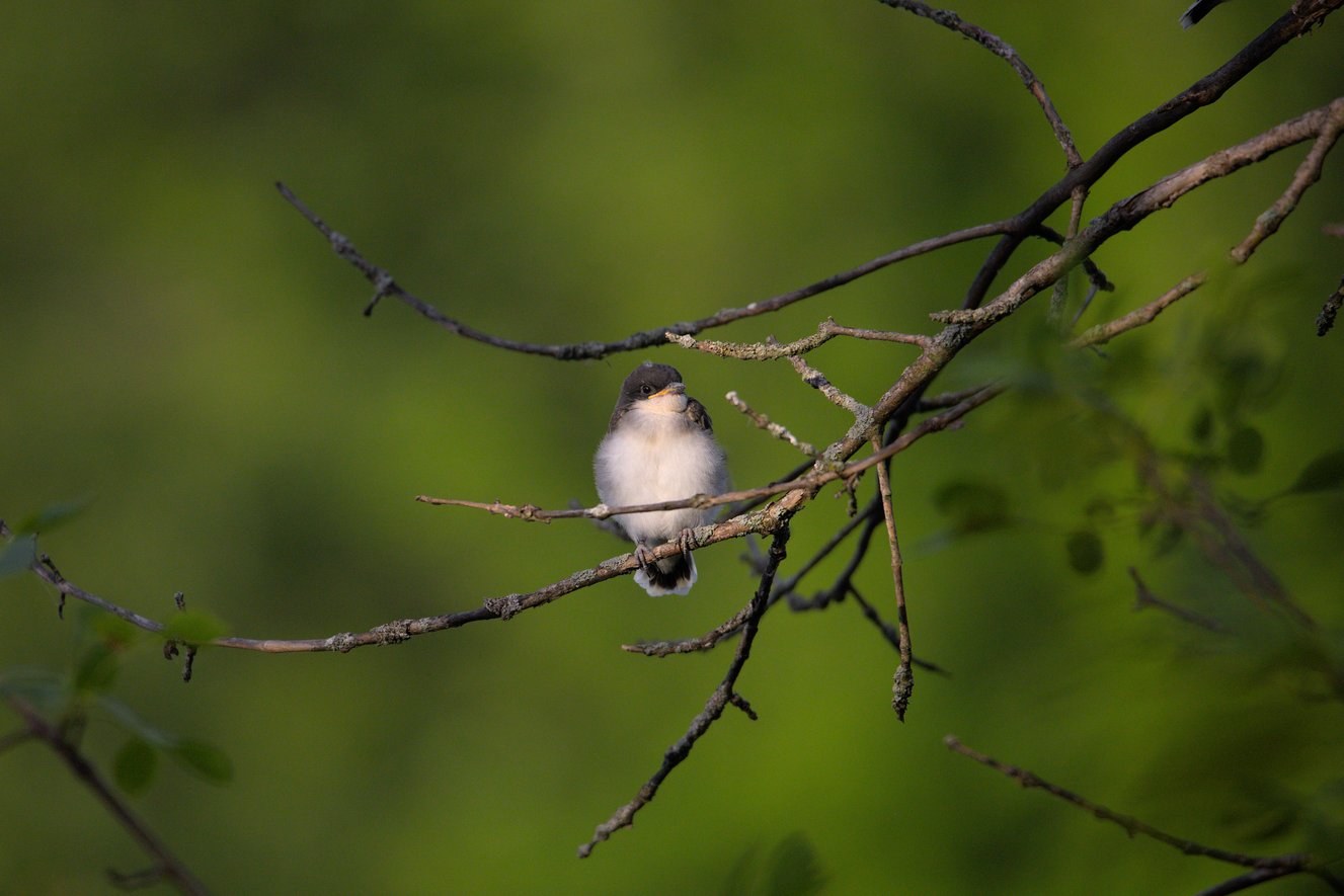 A small, fluffy bird is perched on a network of dark branches against a soft, out-of-focus deep green background, highlighting the bird and the natural elements of the scene.