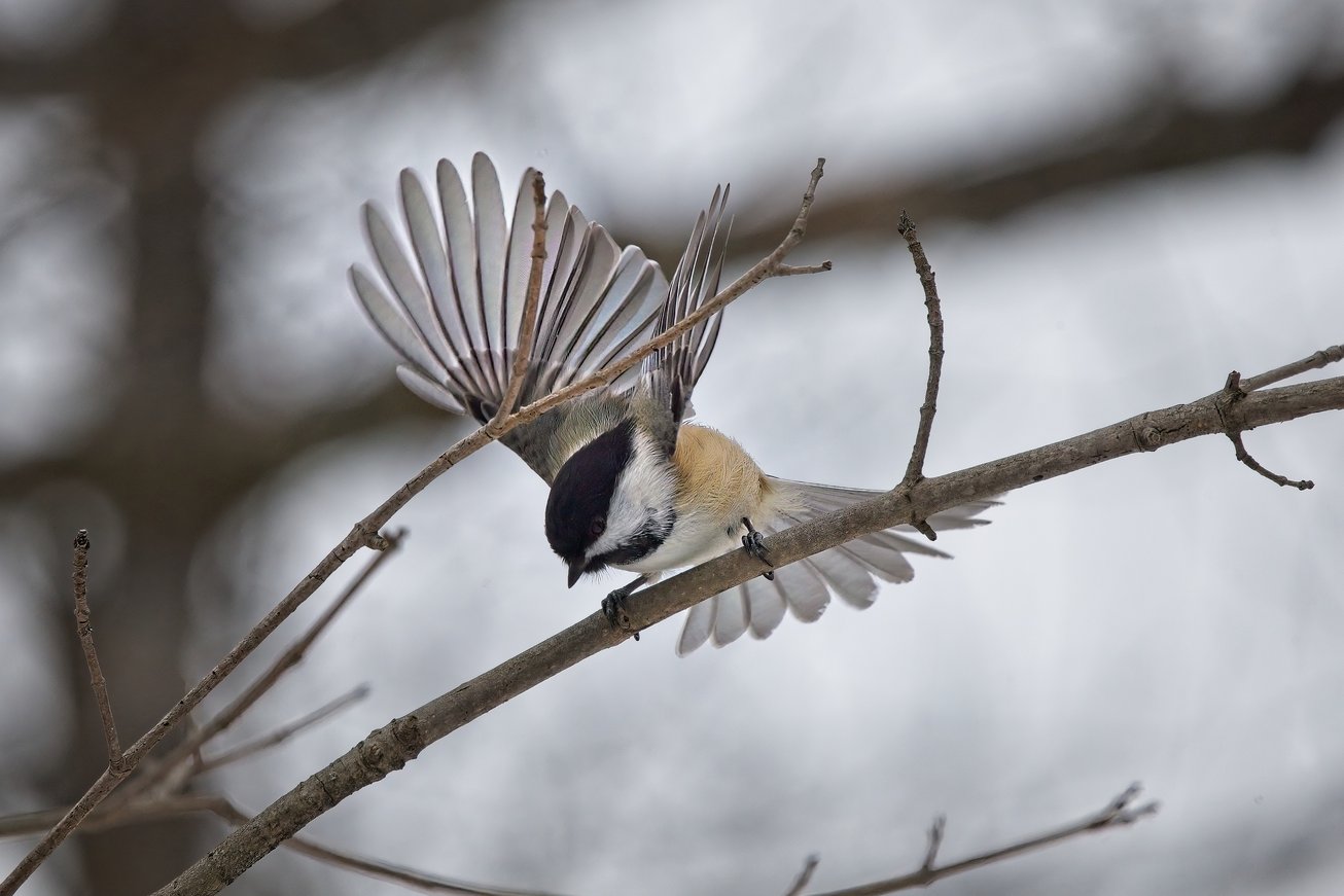 A small bird with contrasting dark and light plumage is captured mid-action, perched on a bare branch with its wings dramatically spread. The bird is the central focus against a soft, blurred, and muted gray background, suggesting an overcast outdoor environment.