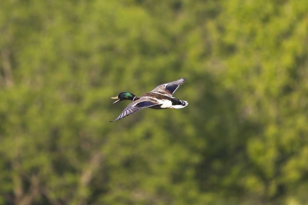 A Mallard duck is captured mid-flight, gliding across a soft, natural green backdrop of foliage.