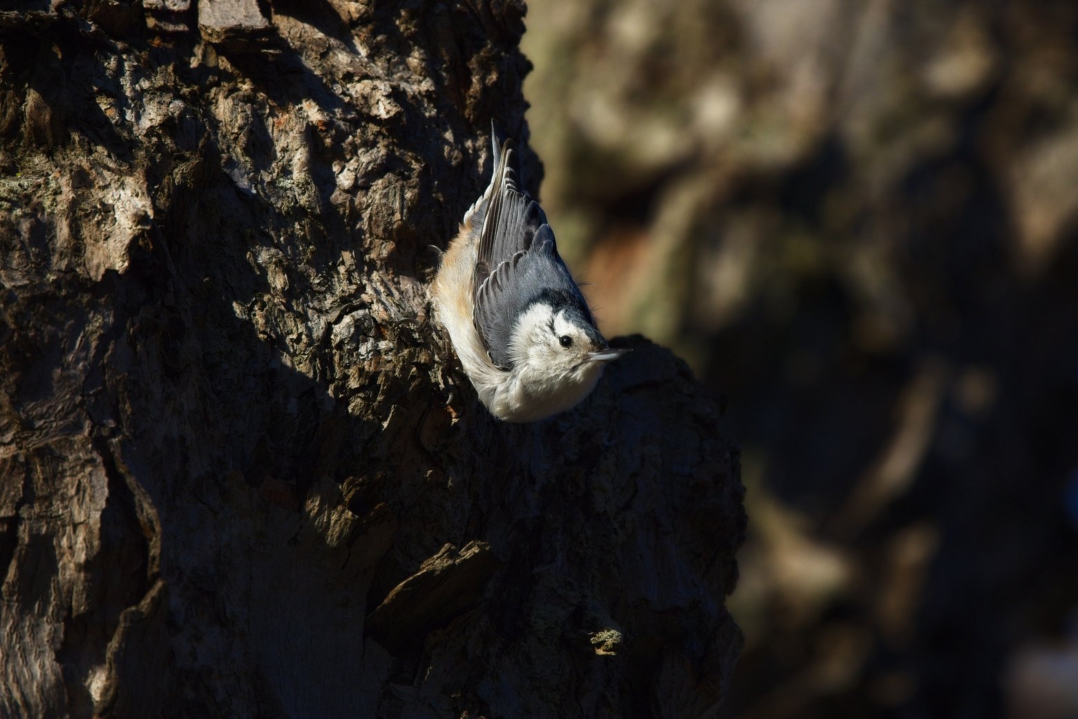 A high-contrast photograph featuring a small songbird peeking out from the deep shadows of a rugged, textured tree trunk. The strong directional light illuminates the bird and the immediate bark area, making the subject stand out against the dark, shadowed wood and the softly blurred natural background.