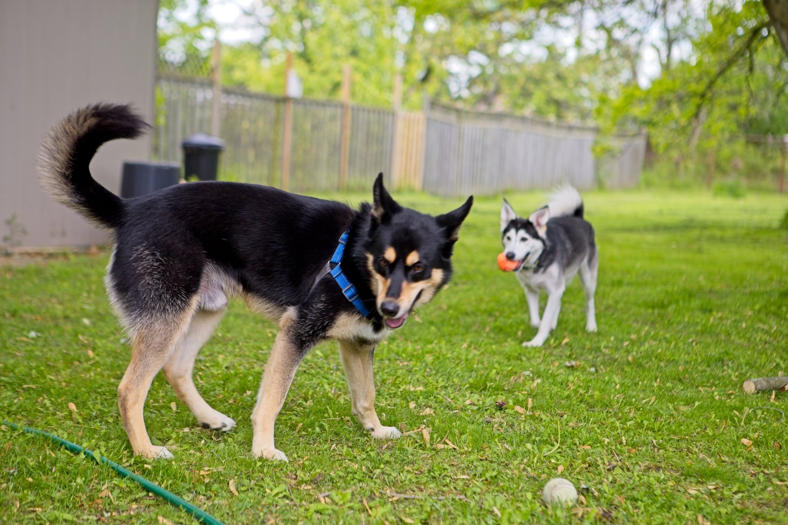 Two dogs, both appearing to be German Shepherd mixes, are playing in a bright, green, grassy yard. The larger dog occupies the foreground, while a second dog follows in the mid-ground, suggesting an active moment of play outdoors.
