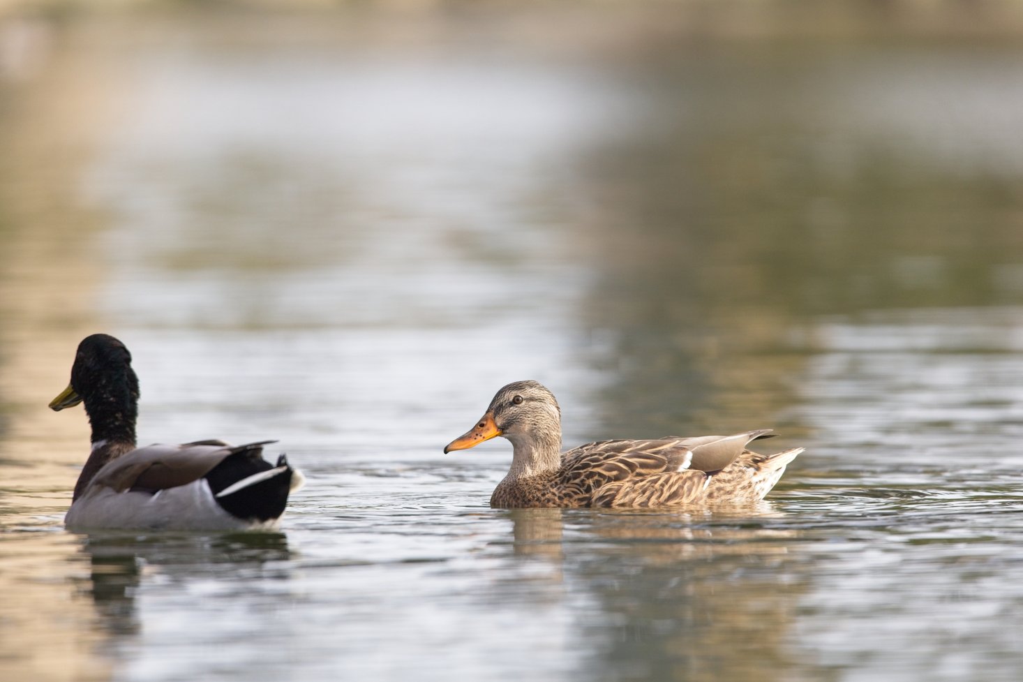Two ducks, appearing to be a Mallard pair (one darker, one mottled brown), float on calm, reflective water. The scene is photographed with a shallow depth of field, blurring the background and drawing focus to the peaceful interaction of the two birds.