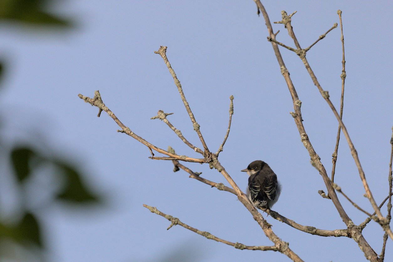 A small, dark bird is perched on the bare branches of a tree, set against a clear blue sky with some out-of-focus foliage visible in the left foreground.
