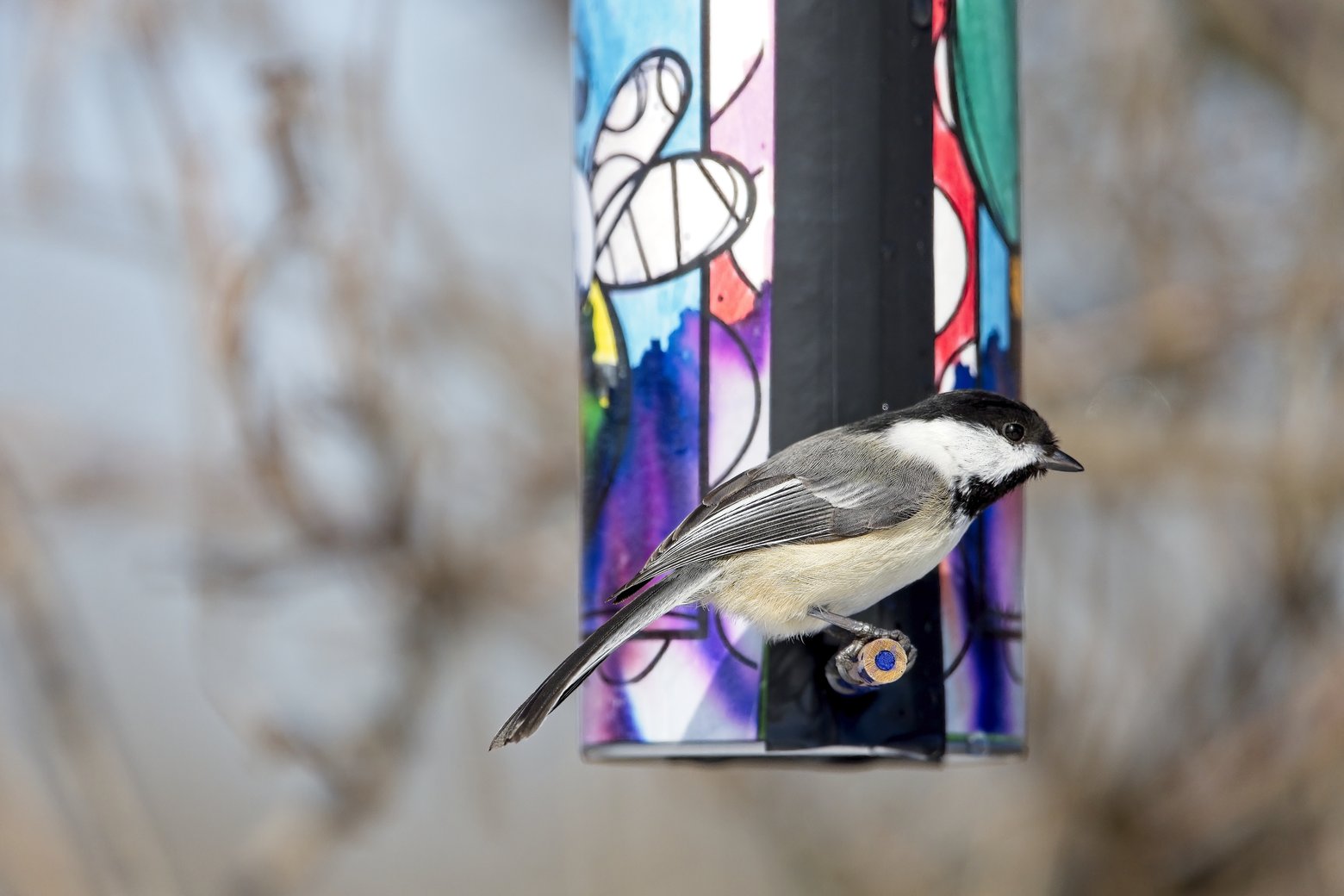A small black and white bird, likely a chickadee, is perched on a vividly colored, stained-glass-like panel. The bird is the clear focus, contrasted against a soft, out-of-focus natural background featuring bare branches.