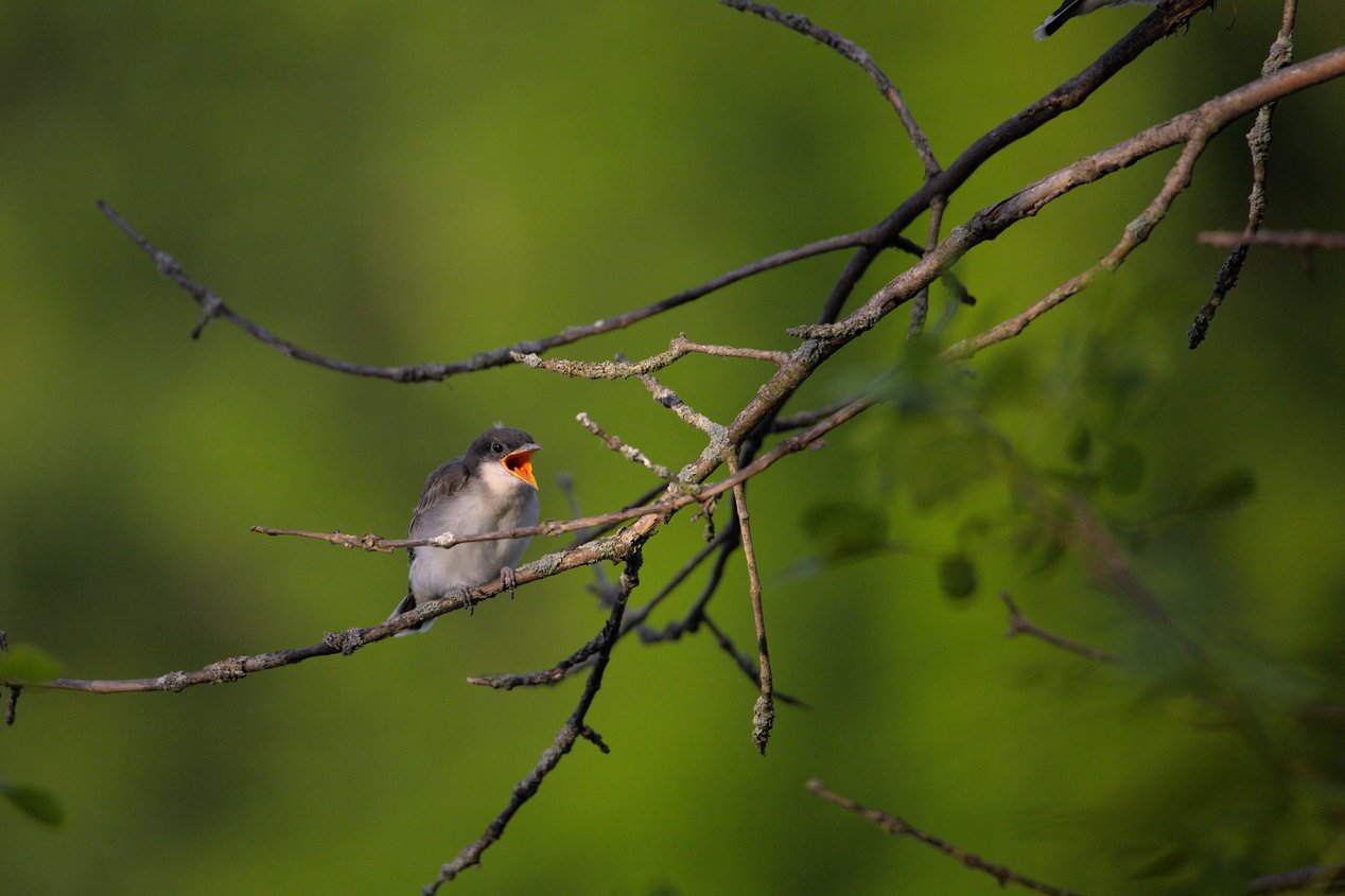 A small passerine bird is perched on a network of dark branches, set against a softly blurred, vibrant green natural background.