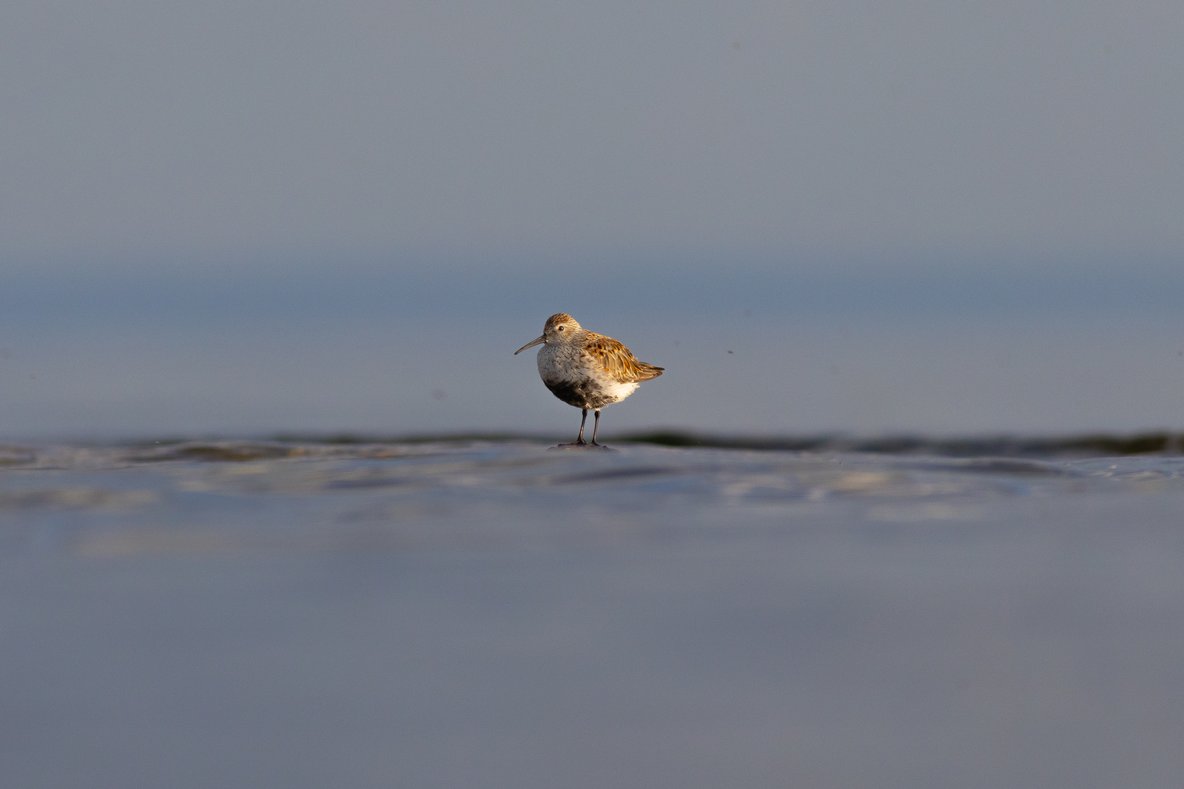 A small, solitary wading bird stands in shallow water against a muted, overcast backdrop. The minimalist composition highlights the bird and the calm surface of the water, suggesting a quiet moment of foraging or rest by the shore.