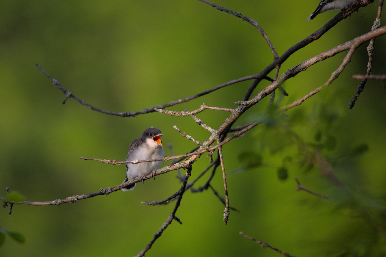 A small, pale-colored bird is perched on dark, intertwining branches set against a soft, blurred, vibrant green background, suggesting a natural forest habitat.