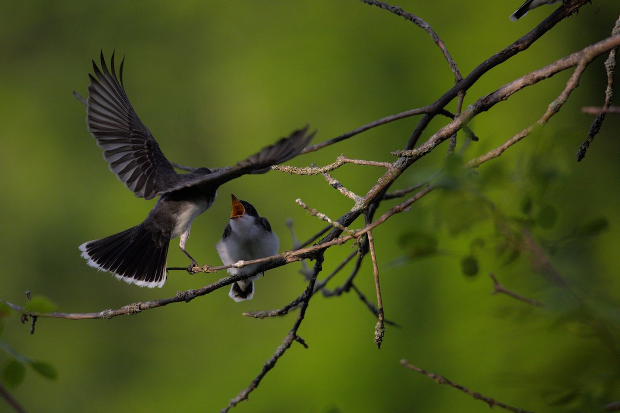 A wildlife photograph capturing two small birds in a natural setting. The primary action features a bird in mid-flight on the left, with its wings fully extended, while a second bird is perched calmly on a branch. The scene is framed by dark, intricate branches against a soft, verdant, out-of-focus background.