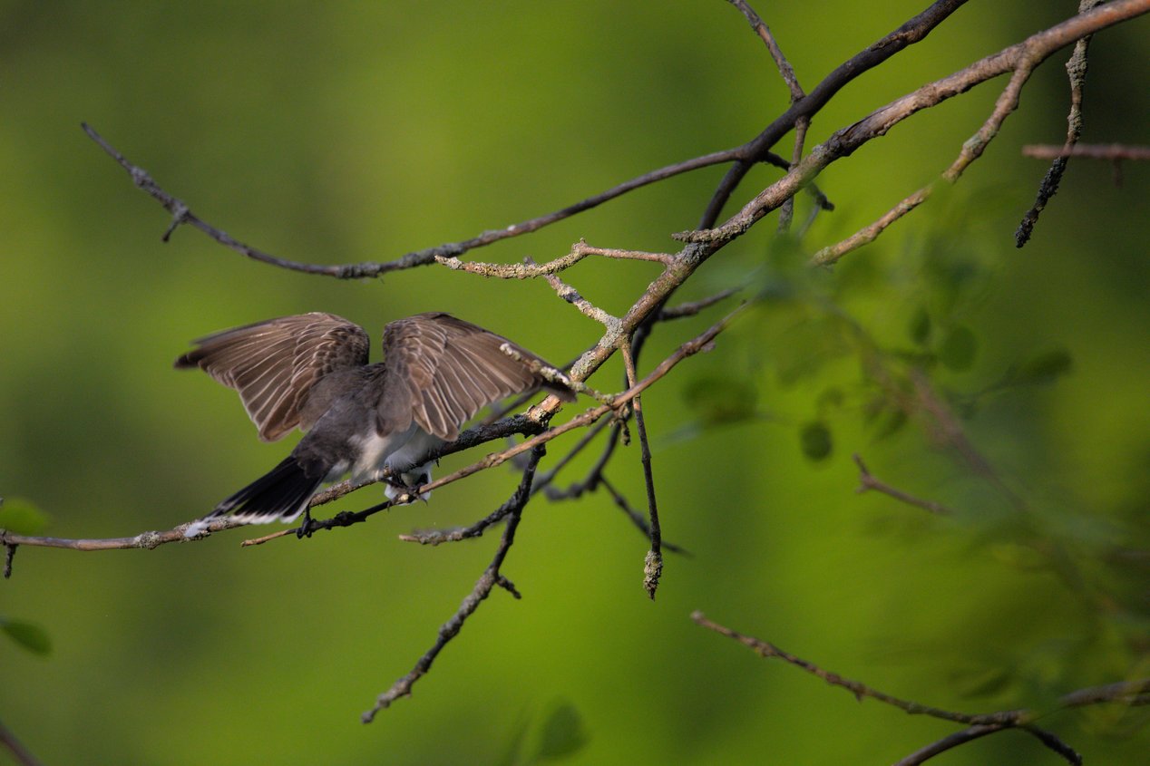 A dynamic photograph capturing a small bird with wings spread, poised on a network of branches. The bird is positioned against a soft, diffused green background, suggesting a moment of activity, such as takeoff or landing, in a natural, wooded environment.