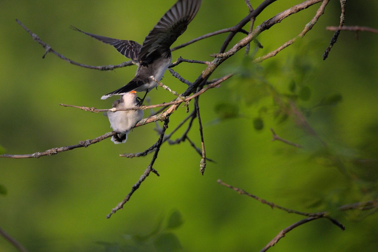 A natural outdoor photograph capturing two birds amidst intertwining, bare branches. One bird is visible in mid-flight, while a smaller companion is perched on a twig. The scene is set against a soft, vibrant green, blurred background.