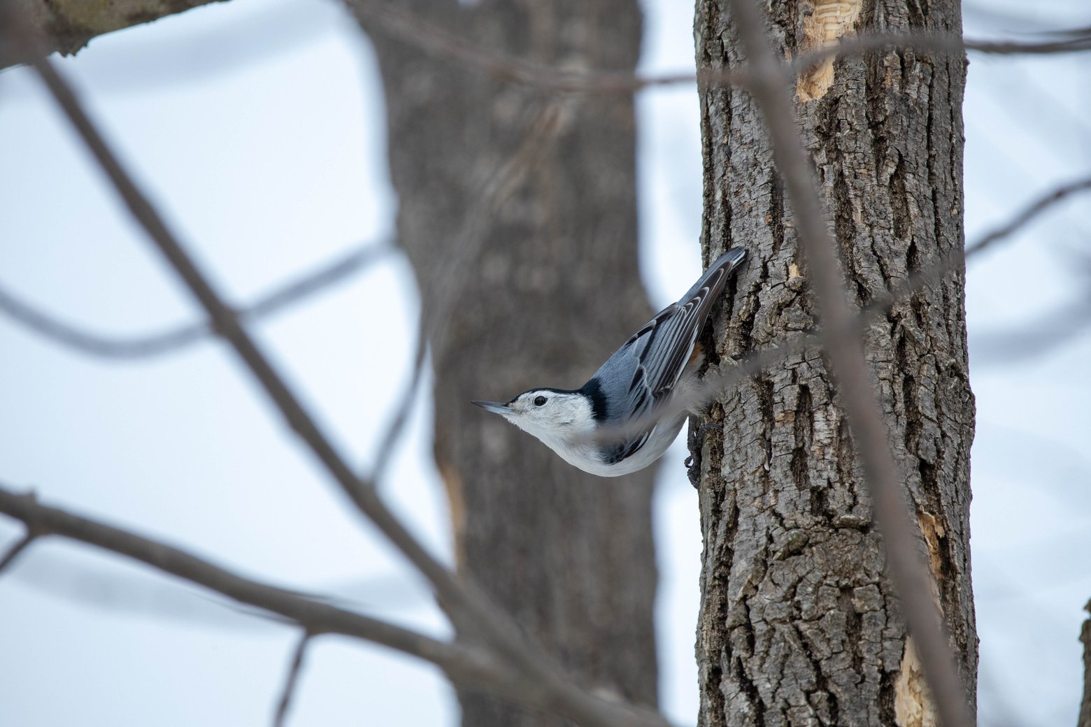 A small, black and white streaked bird is prominently featured clinging to the rough, textured bark of a tree. The scene is captured in a natural outdoor setting against a soft, blurred background of bare branches and an overcast sky.