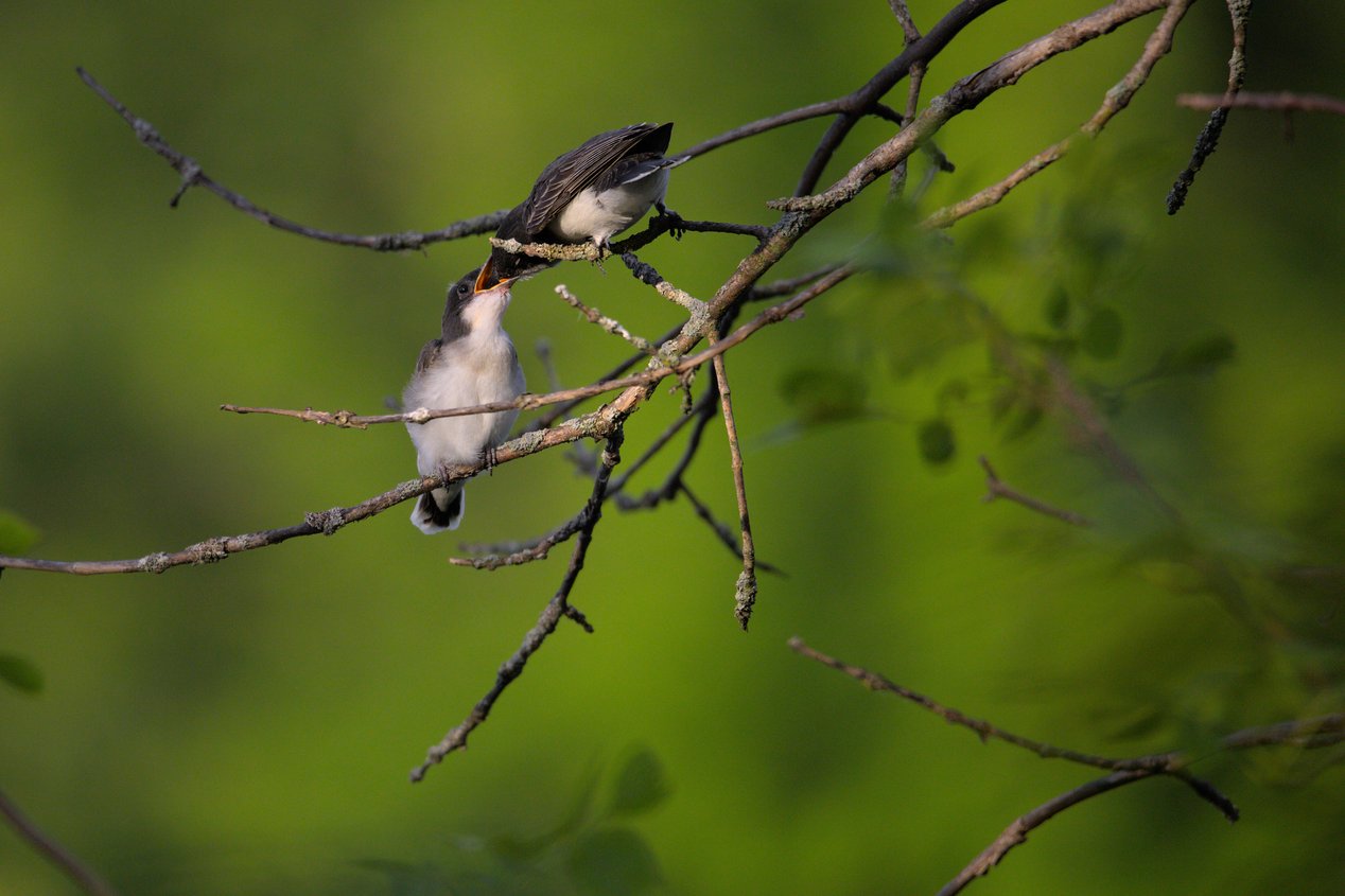 A small, striped bird is perched on dark, intricate branches. The subject is clearly visible against a soft, blurry green background, suggesting an outdoor natural setting.