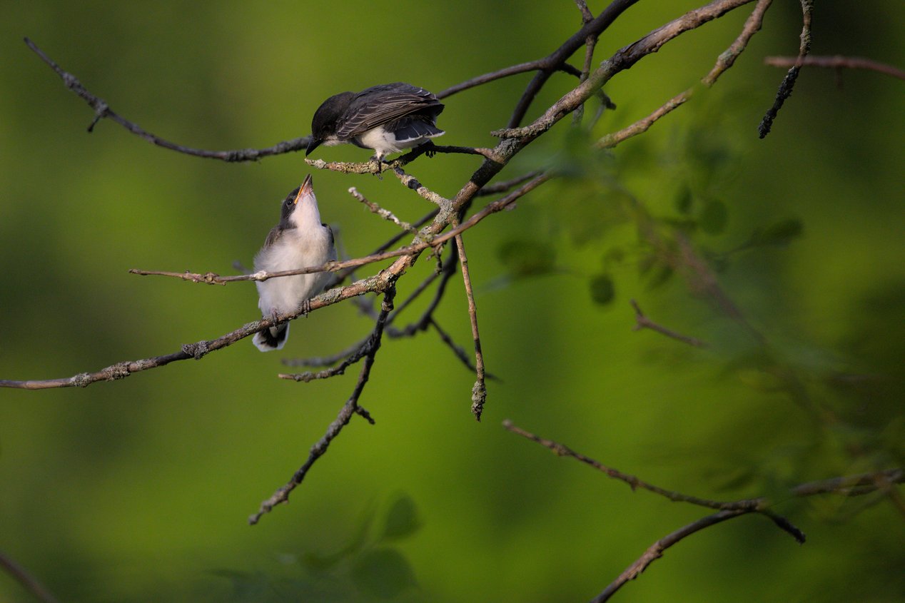 Two small birds are perched on dark, intertwined branches against a soft, blurred green background, capturing a natural scene.