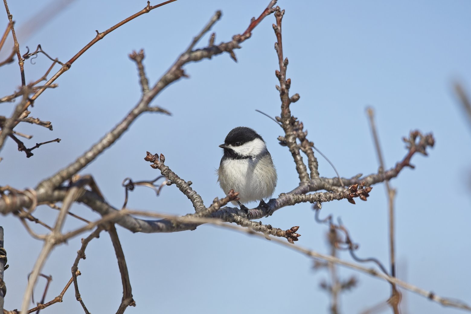 A small, black and white passerine bird is perched on a network of bare, dry branches. The bird is sharply contrasted against a clear, pale blue sky backdrop, highlighting the natural subject in a seemingly wintery or sparse setting.