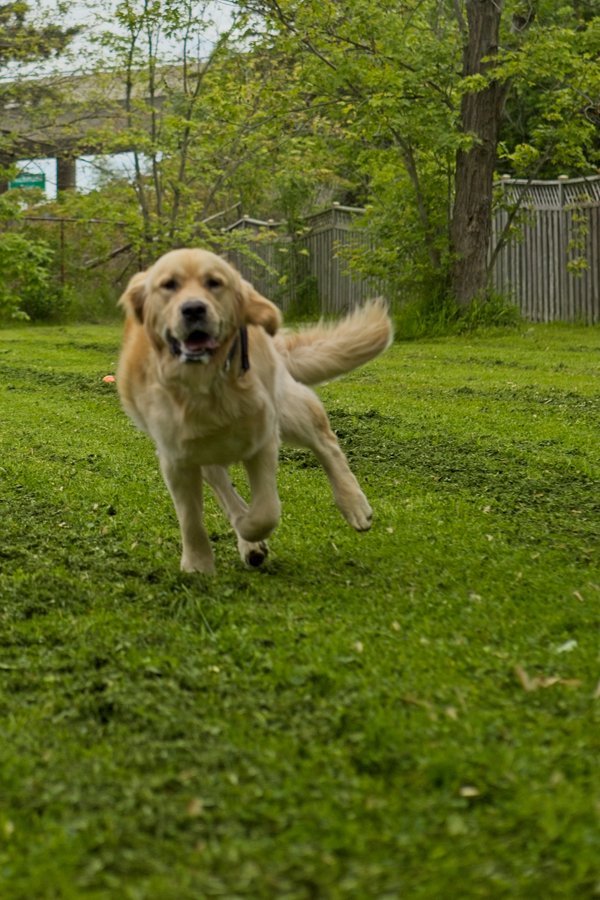 An energetic golden retriever is running across a vibrant green lawn. The dog appears playful and happy, moving through a backyard or park setting bordered by lush foliage and a wooden fence.
