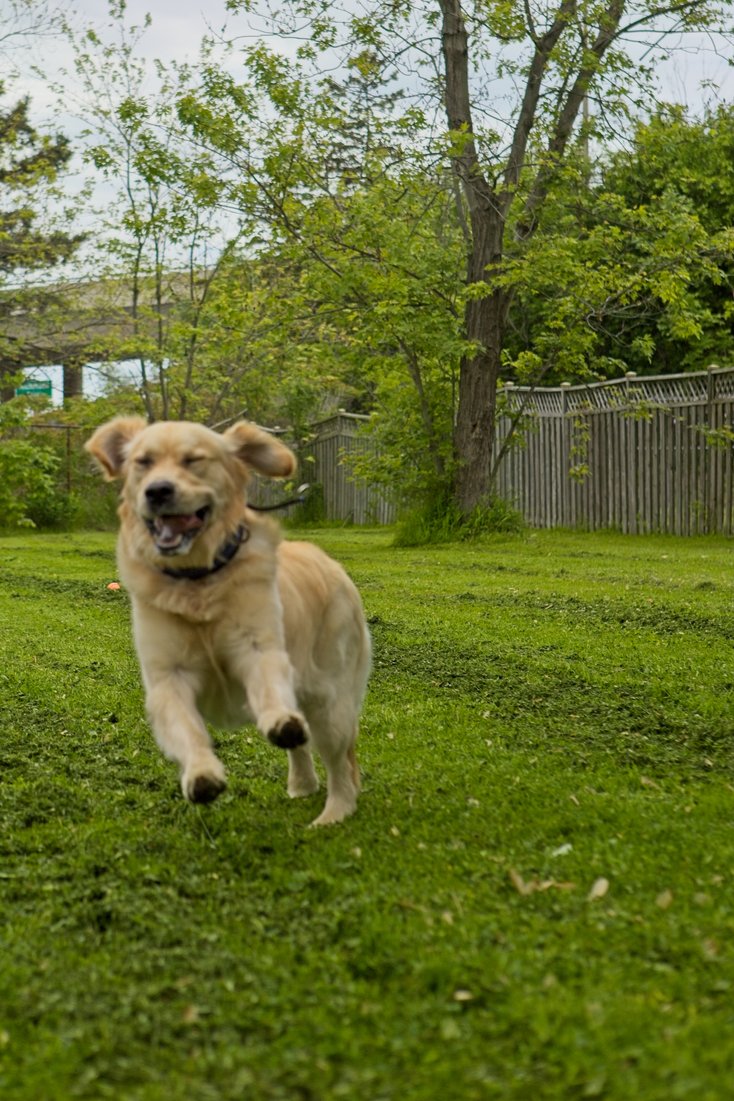 {'type': 'string', 'description': 'A happy, light-colored dog is running joyfully through a lush, green lawn in an outdoor yard. The background consists of various trees, dense foliage, and a wooden privacy fence, indicating a park or backyard setting.'}
