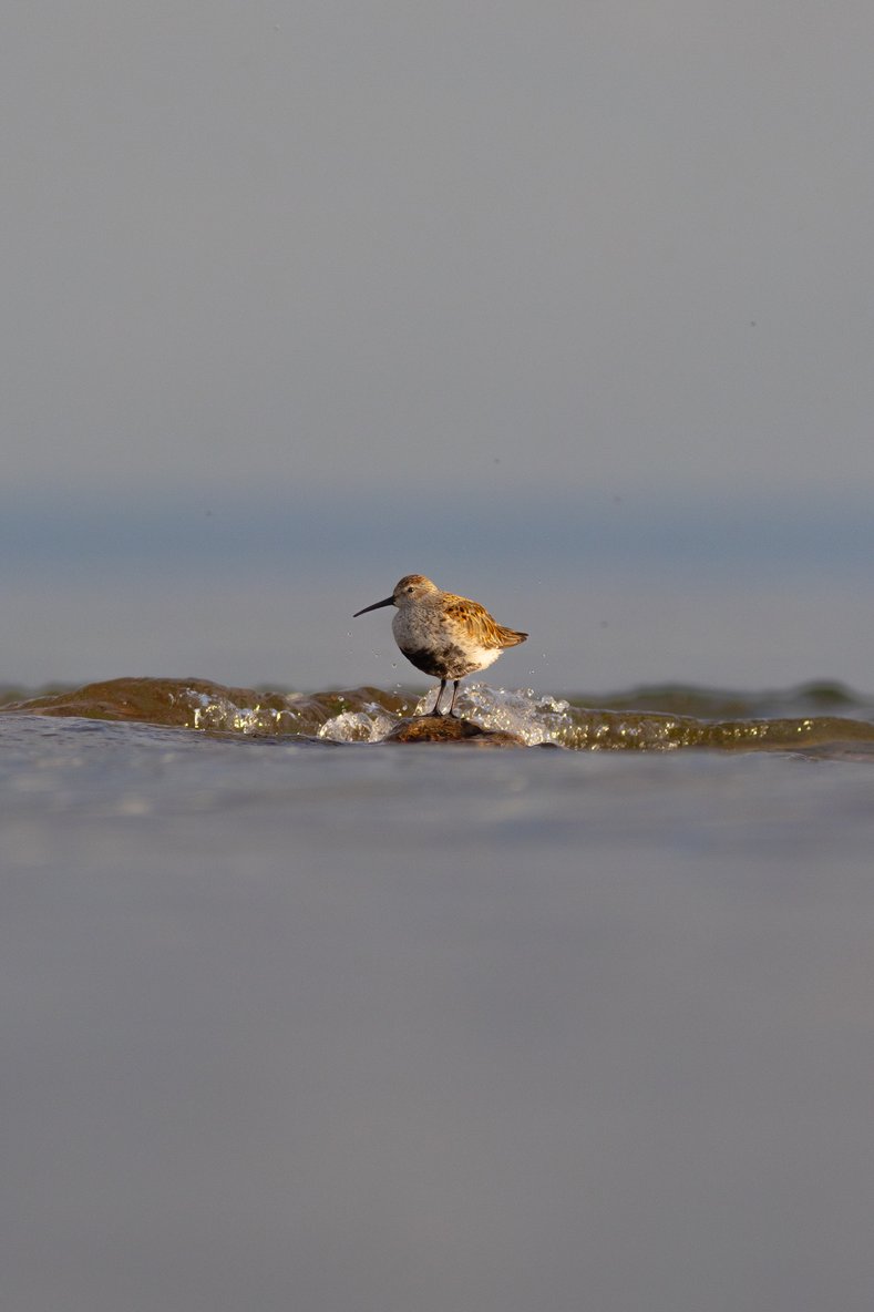 A small shorebird is seen standing on the surface of the water, creating small ripples and splashes. The background is a soft, uniform gray, which highlights the bird and the delicate interplay between the water and the sky.