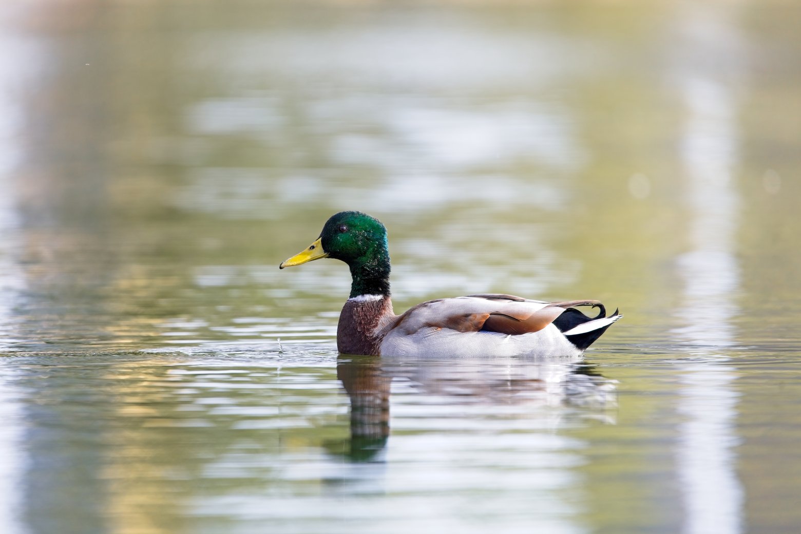 A male Mallard duck is floating peacefully on calm, reflective water. The bird, characterized by its vibrant green head and brown body, is the clear focus of the image. The background is softly blurred, suggesting a natural outdoor setting and emphasizing the wildlife subject.