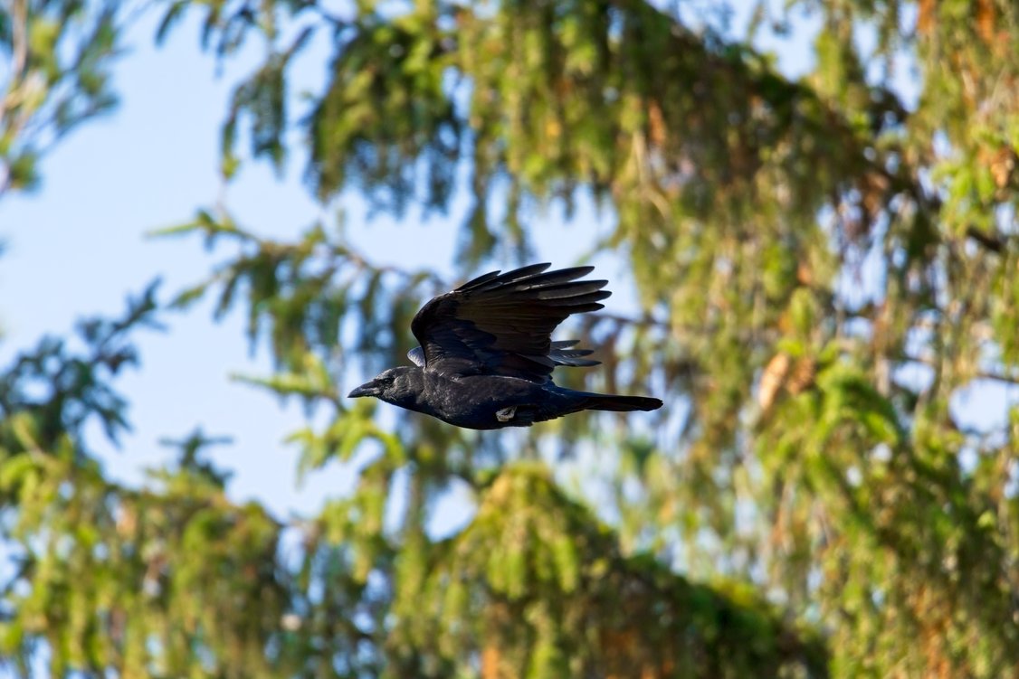 A dark bird is captured mid-flight against a vibrant backdrop consisting of bright blue sky and dense, lush green tree foliage.