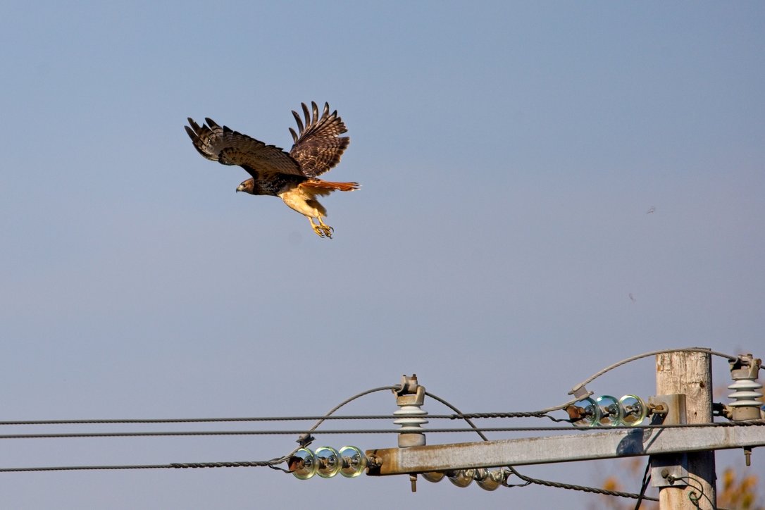 A raptor, likely a hawk, is captured in flight against a clear blue sky. In the lower foreground, a utility pole structure with multiple horizontal wires and electrical insulators provides context to the scene.