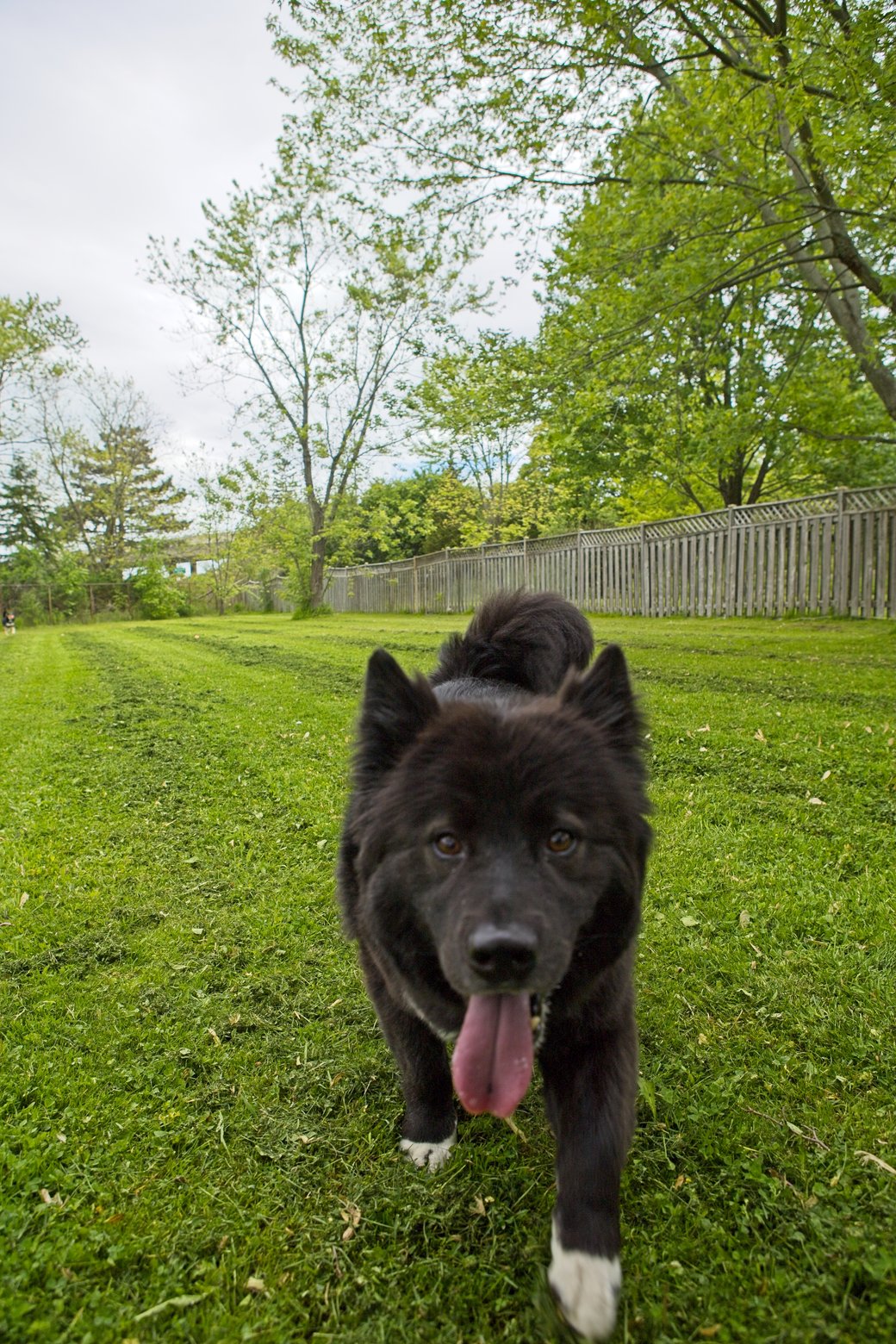 A black dog with white markings stands on a lush green lawn, looking toward the viewer with its tongue hanging out. The scene takes place outdoors, featuring a wooden fence and bright green trees in the background under an overcast sky.