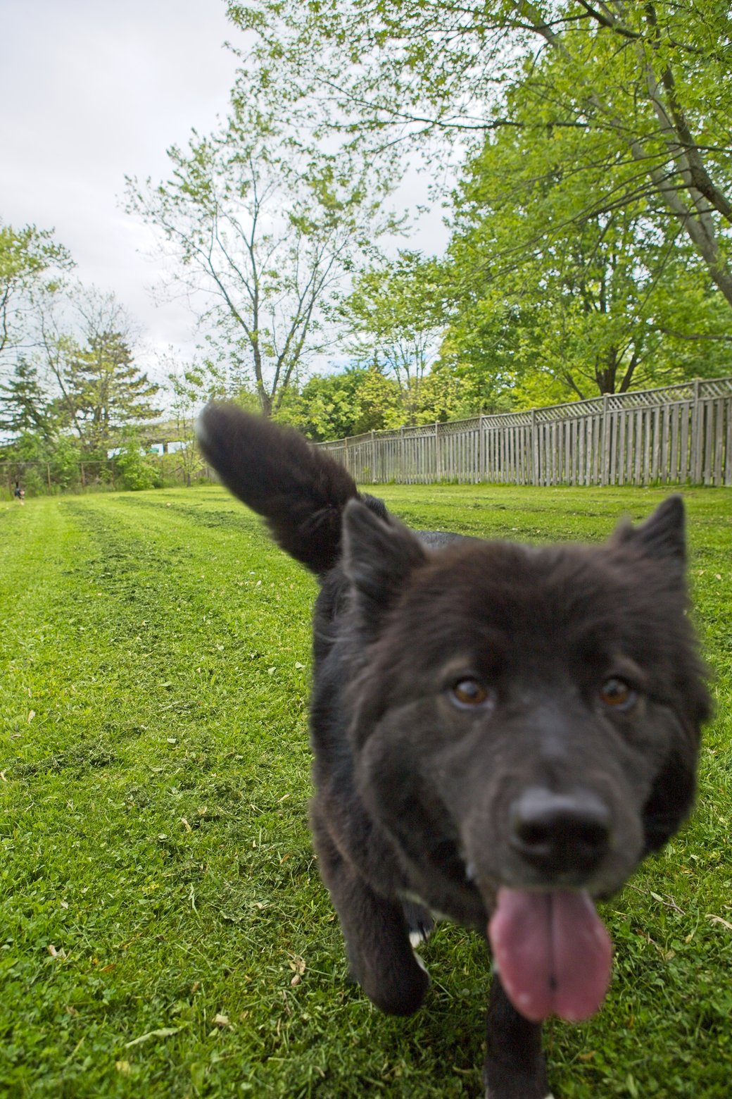 A dark, energetic dog runs low to the ground on a vibrant green lawn. The background features lush spring trees and a rustic wooden fence under an overcast sky.