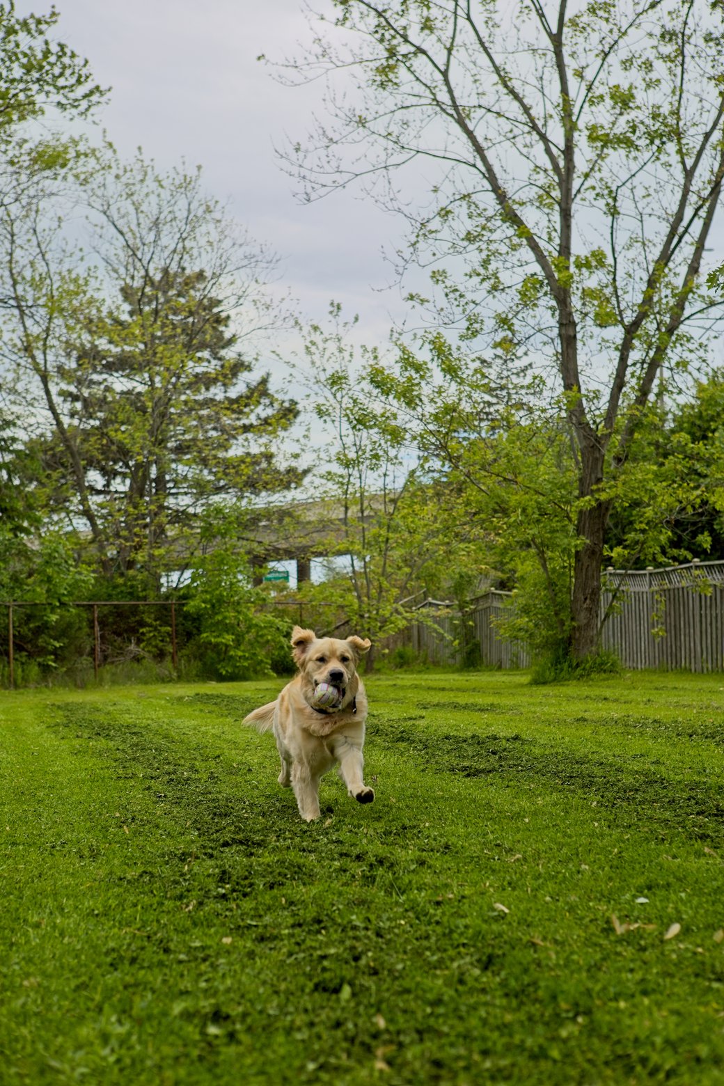 A dog is running across a lush green lawn in a backyard or park setting. The background features various trees with fresh foliage and a wooden fence under an overcast sky.