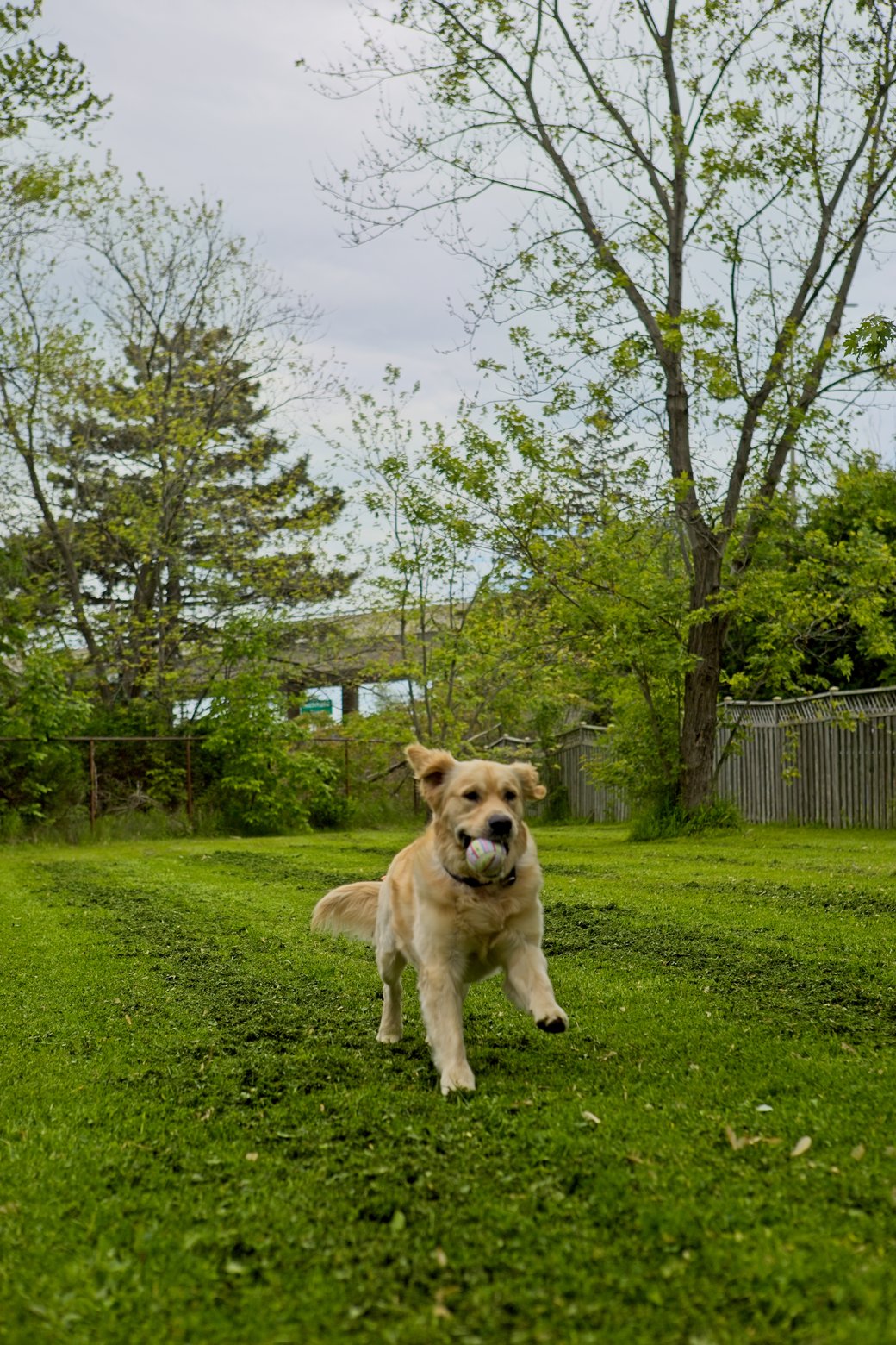 A playful, light-colored dog is running across a lush green lawn while carrying a ball. The scene is outdoors, set against a backdrop of mature trees, greenery, and a wooden fence.