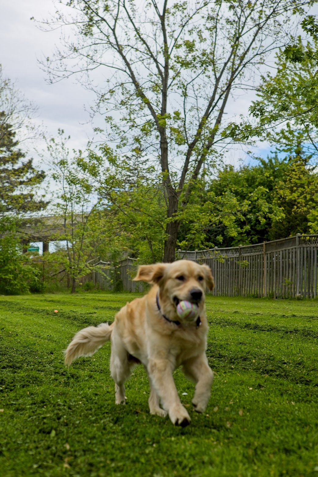 A happy golden retriever runs across a lush green lawn, playfully carrying a ball in its mouth. The outdoor scene is framed by various trees and a backyard fence, capturing a moment of active play.