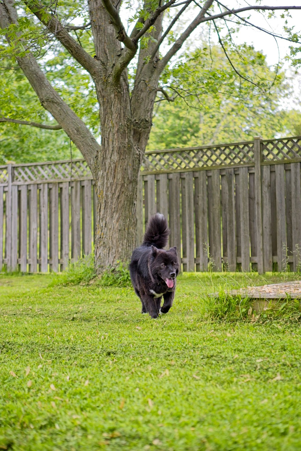 A black dog is running enthusiastically across a lush green lawn. In the background, a large tree dominates the left side, and a tall wooden fence encloses the area, indicating an outdoor park or yard setting.