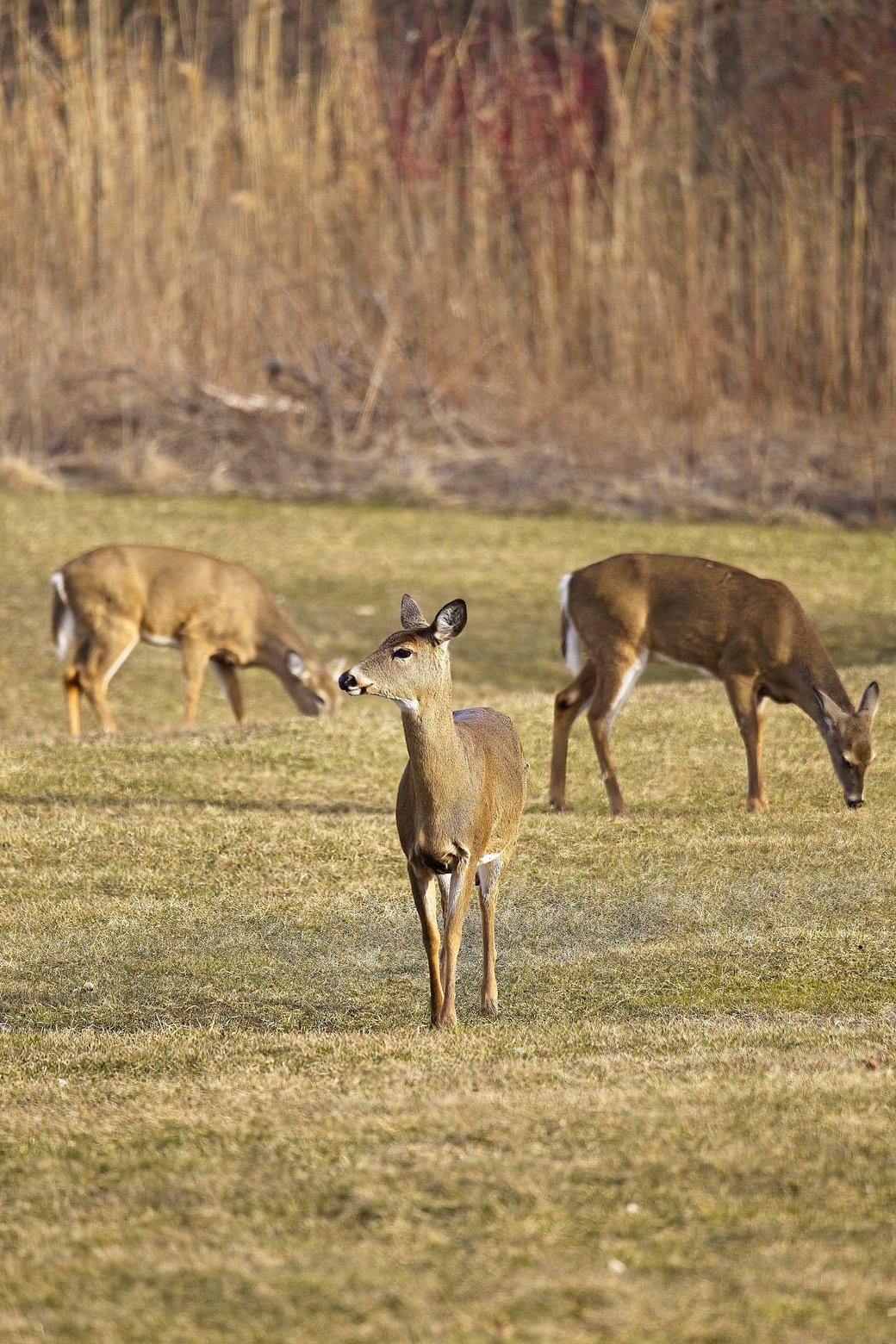 The photograph captures a group of deer in an open, grassy field. A deer stands prominently and alertly in the center foreground, while other deer graze or browse in the background. The scene is bordered by a dense curtain of tall, dry, vertical vegetation, suggesting a natural woodland edge.