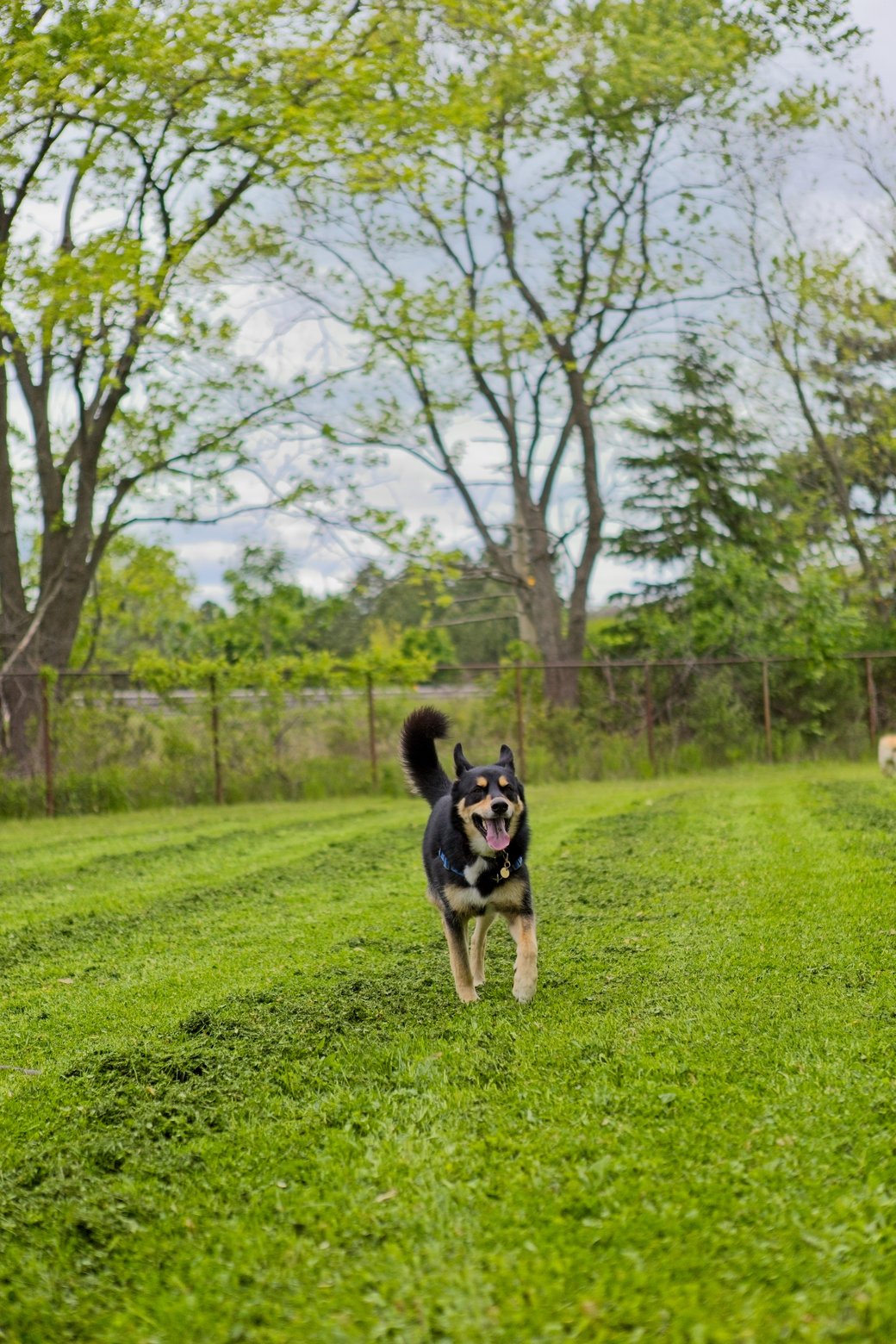 A black and tan dog stands alertly on a lush green lawn in an outdoor park setting. The dog is the central focus, set against a backdrop of vibrant, light-green spring trees and foliage.