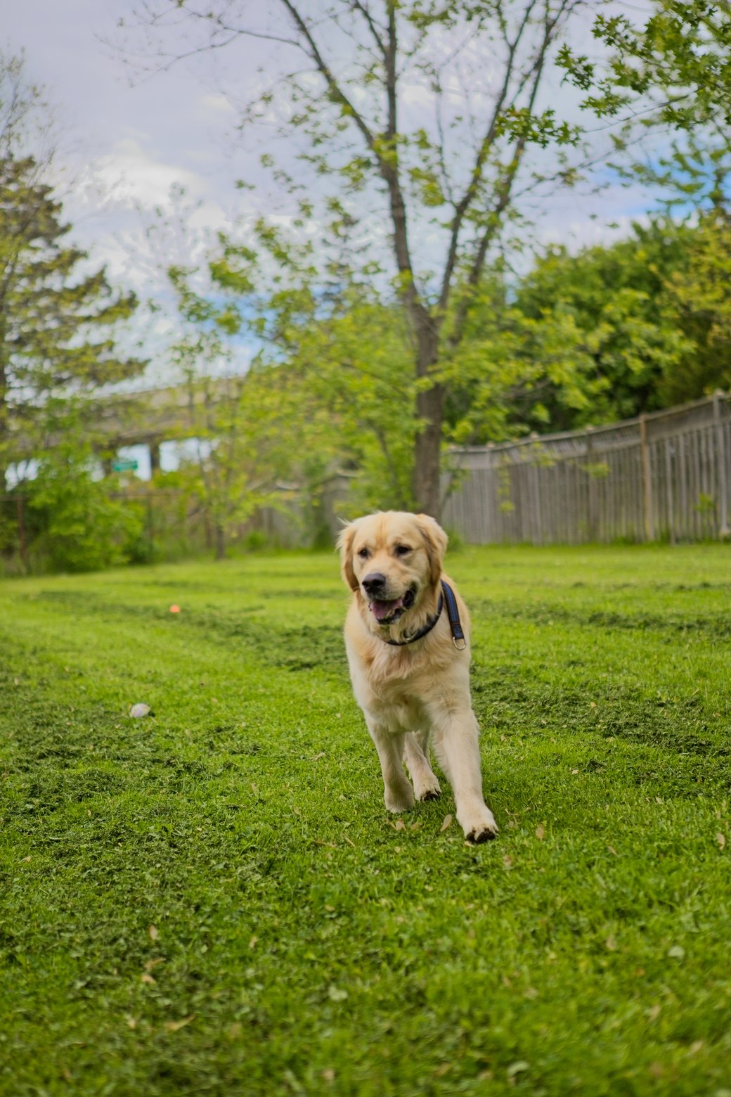 A friendly golden dog walks across a lush, green lawn in an outdoor park or yard setting, surrounded by trees and a wooden fence.